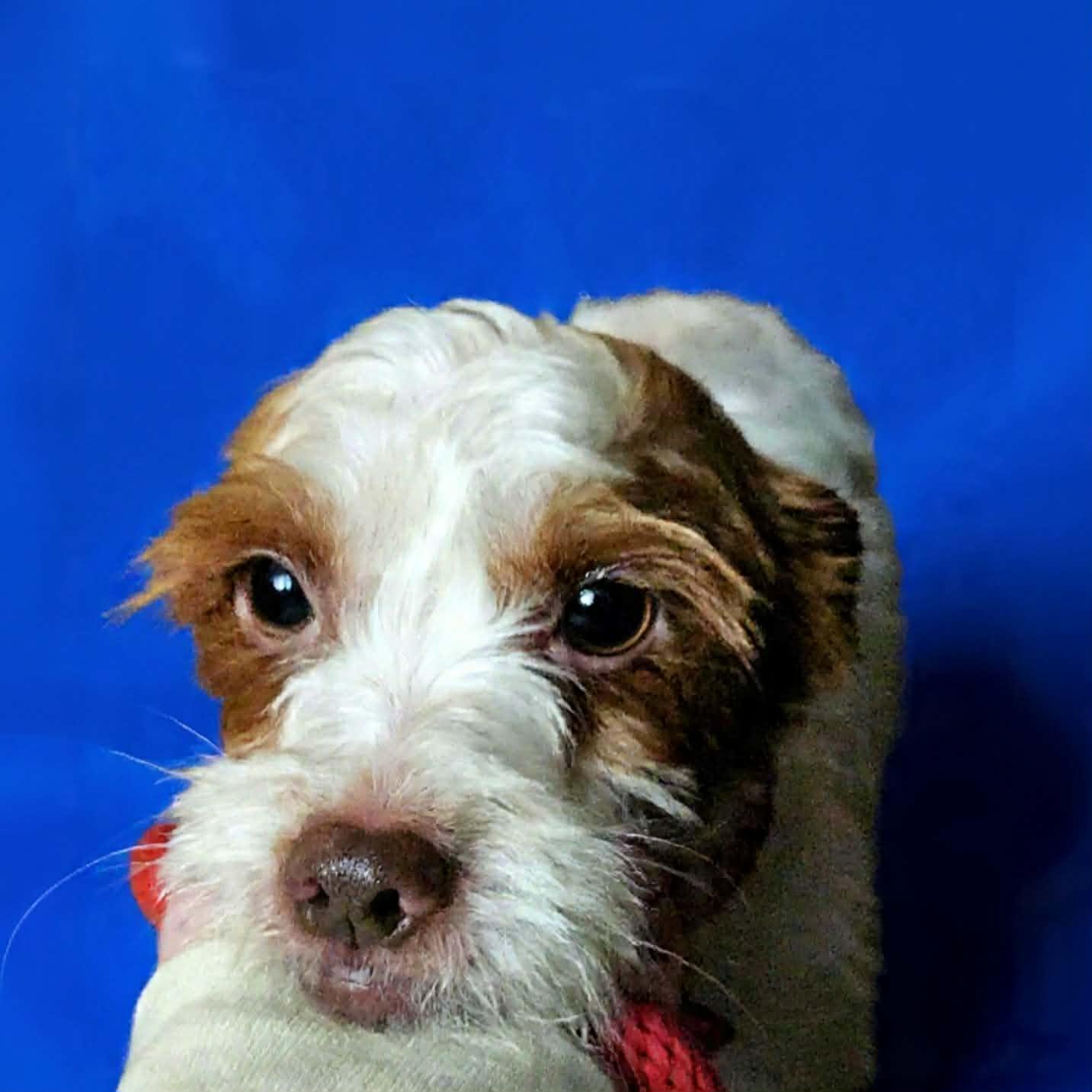 Enlarge Dunkin, a ADOPTABLE mixed breed in Glocester, RI image 2/5