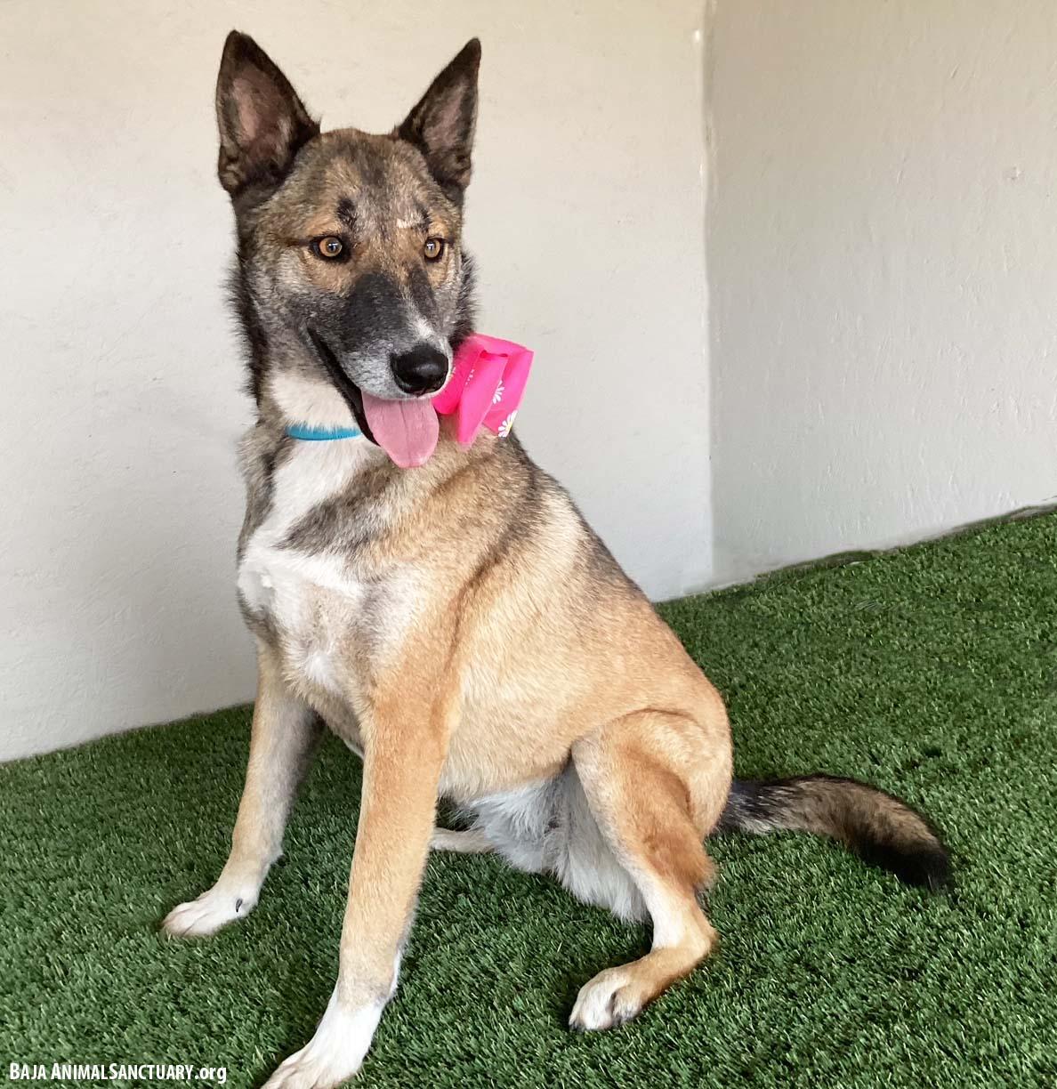 Magda, a Adoptable mixed breed in San Diego, CA image 3/4