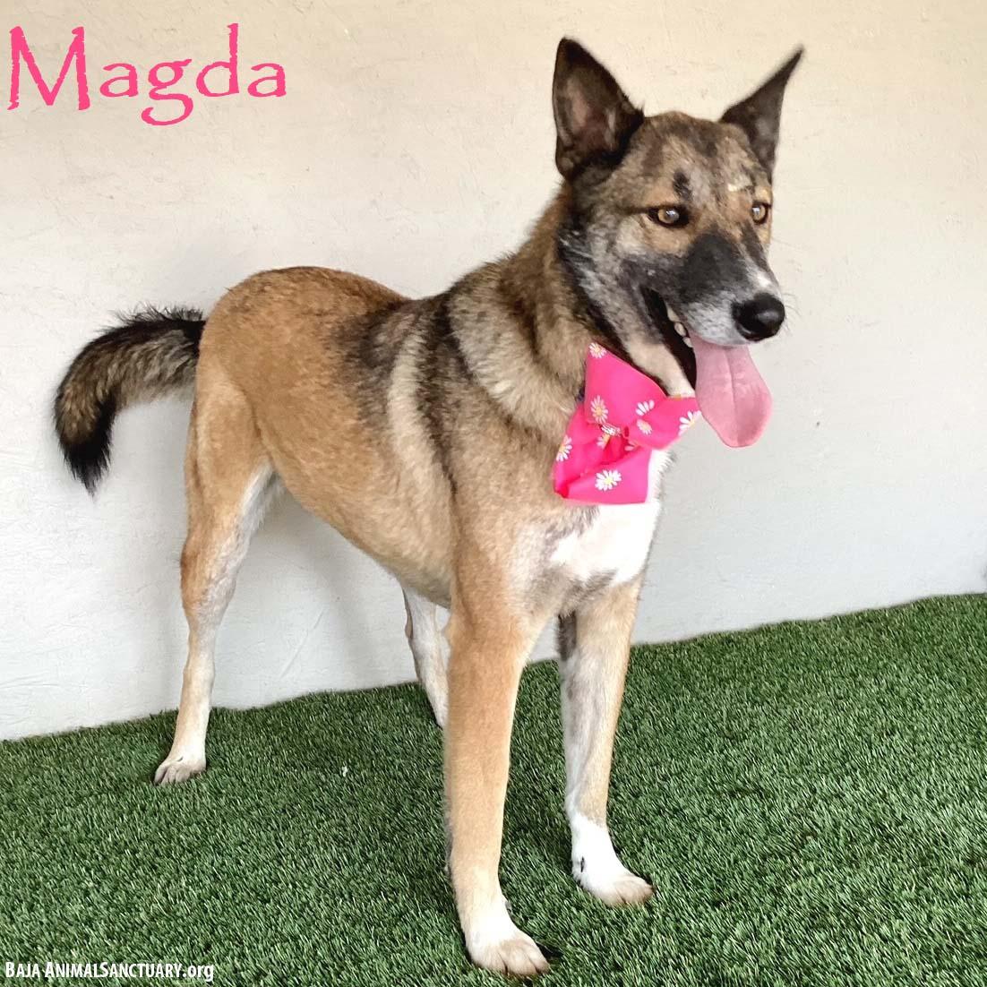 Magda, a Adoptable mixed breed in San Diego, CA image 1/4