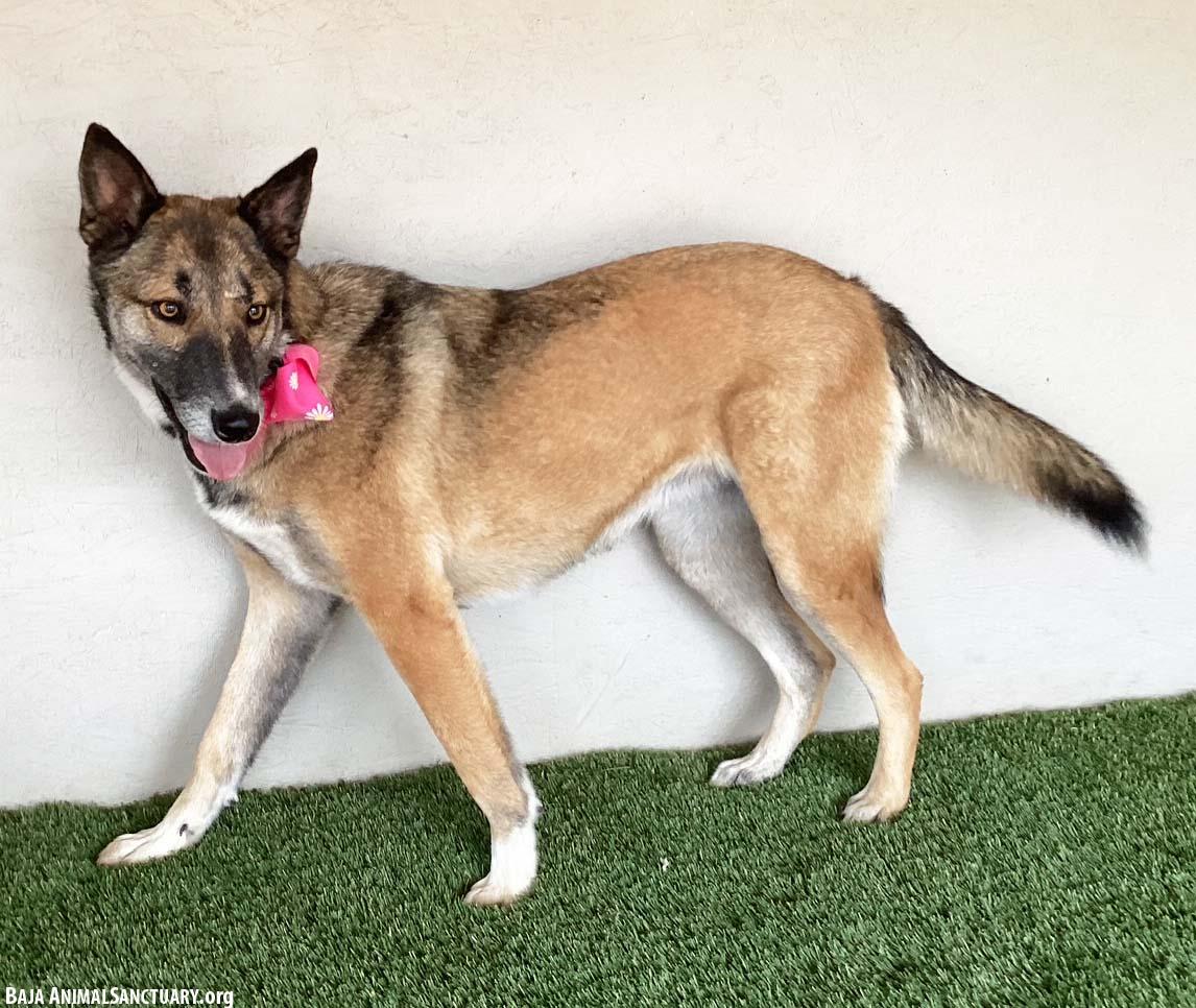 Magda, a Adoptable mixed breed in San Diego, CA image 4/4