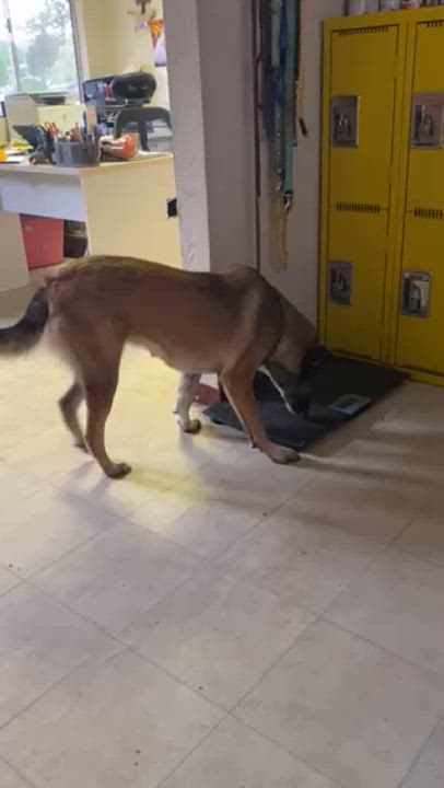 Enlarge Magda, a Adoptable mixed breed in San Diego, CA video 2/4