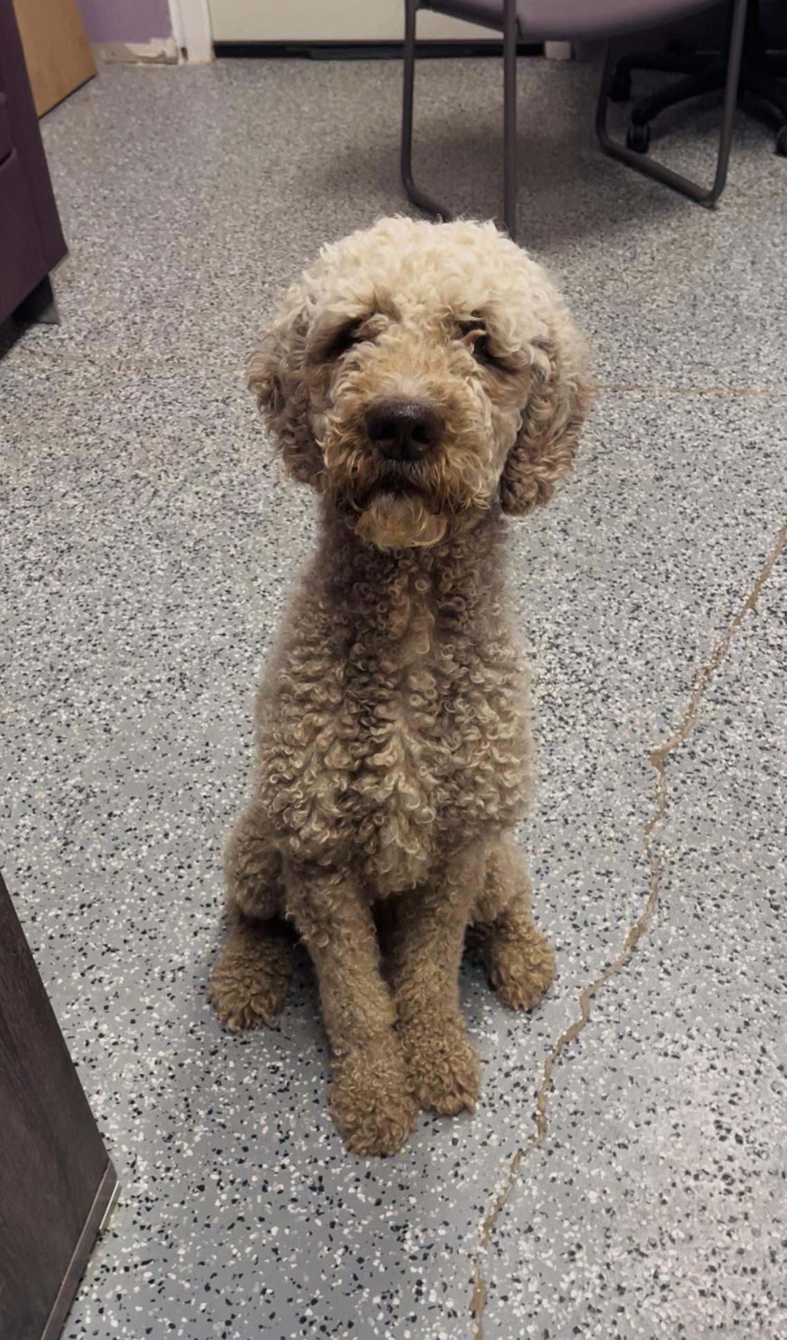Waived Adoption Fee Oliver in NH Come Meet our Adoptable Dogs Wed-Sat. More info in Bio, a ADOPTABLE mixed breed in Manchester, NH image 2/2