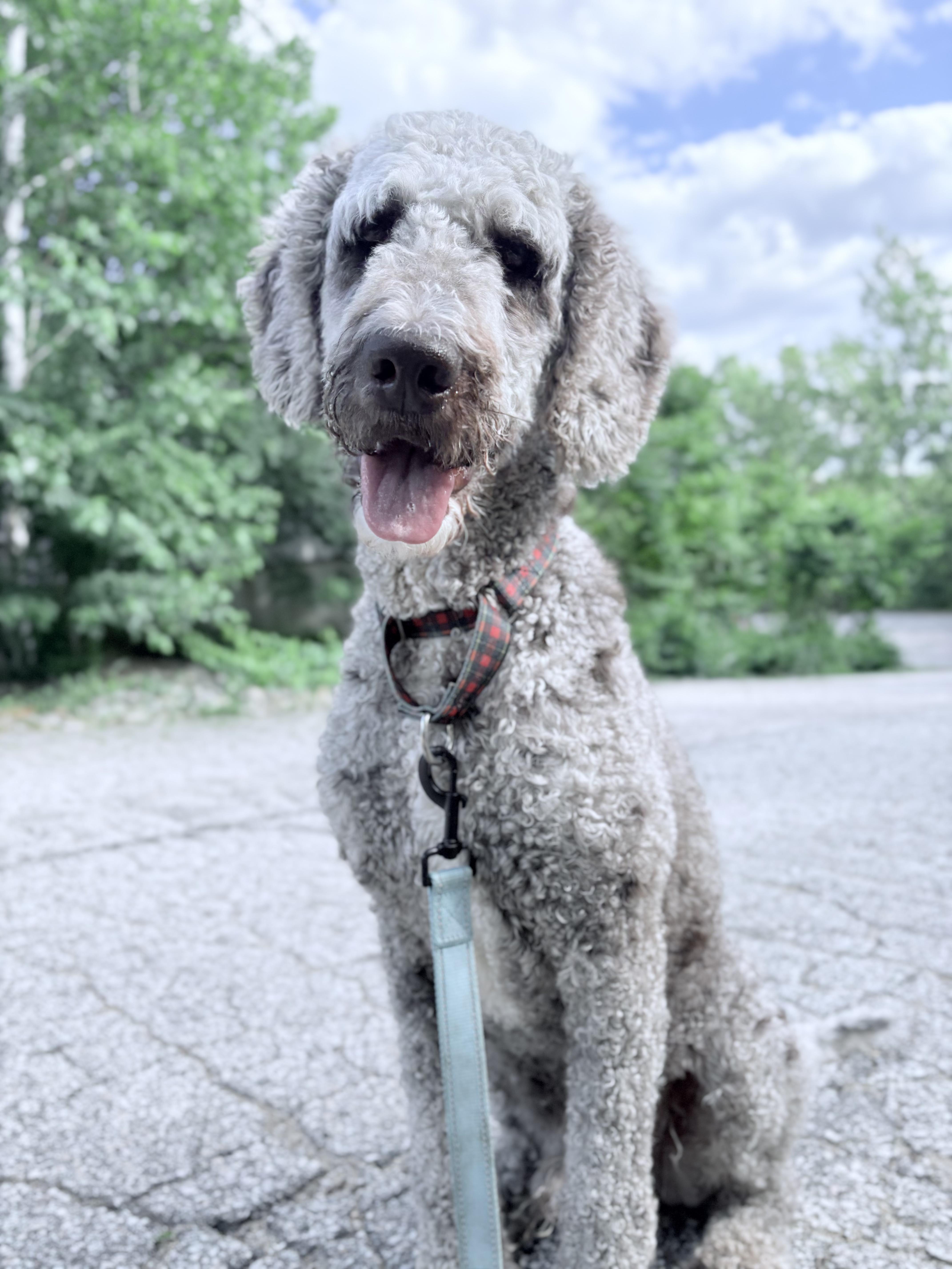 Waived Adoption Fee Oliver in NH Come Meet our Adoptable Dogs Wed-Sat. More info in Bio, ADOPTABLE, Adult Male Poodle.