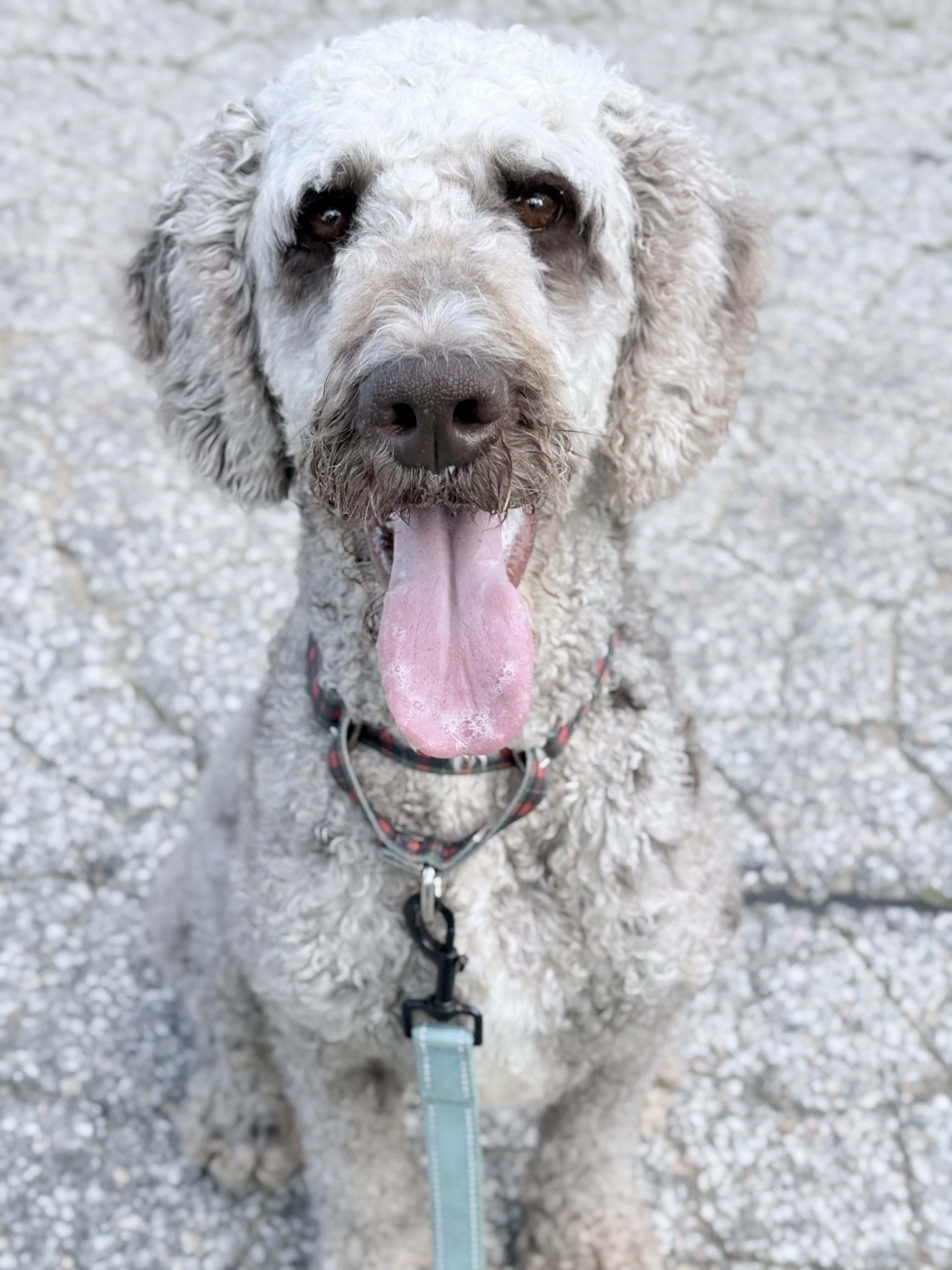 Waived Adoption Fee Oliver in NH Come Meet our Adoptable Dogs Wed-Sat. More info in Bio, a ADOPTABLE mixed breed in Manchester, NH image 2/3