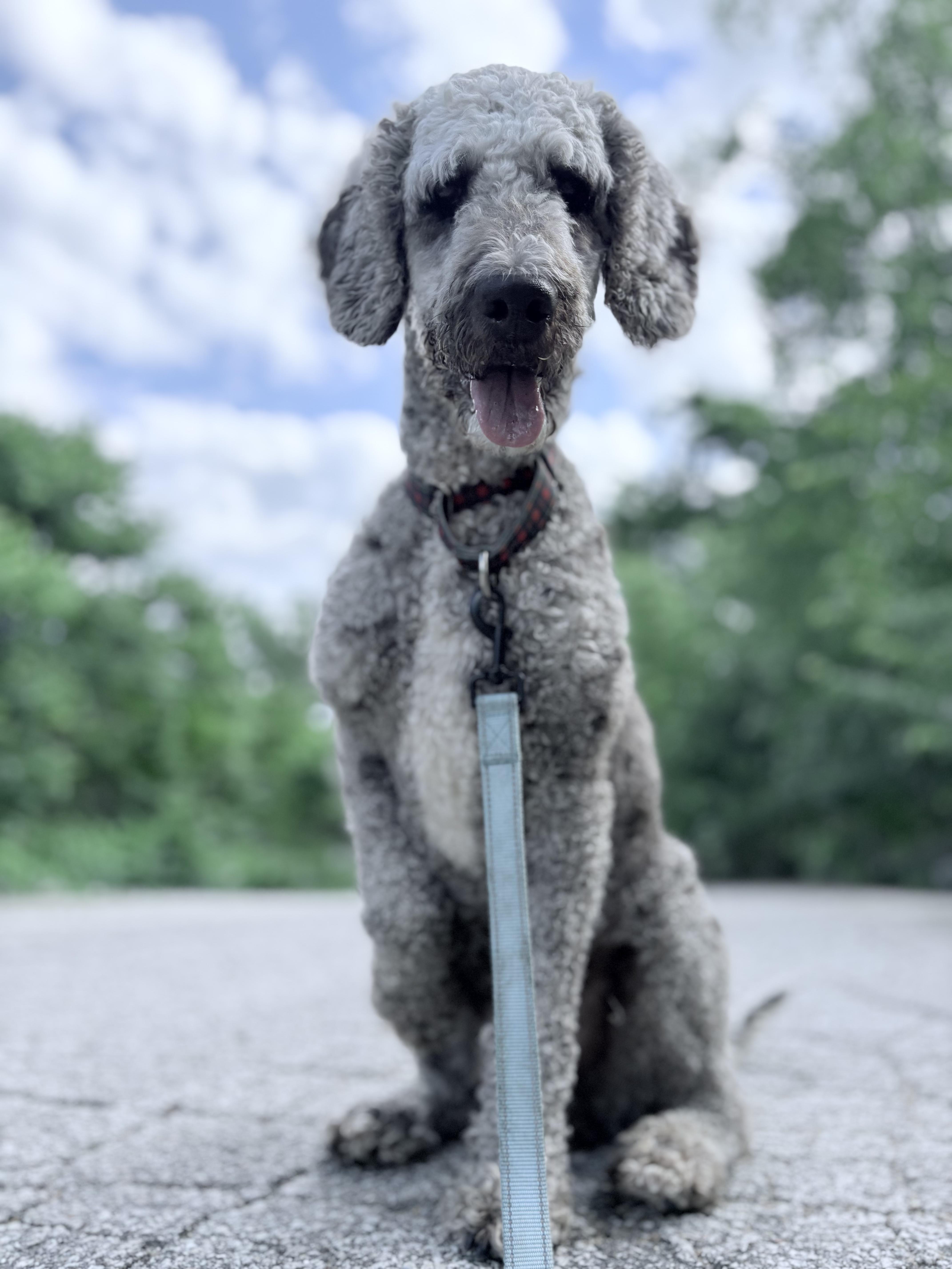 Waived Adoption Fee Oliver in NH Come Meet our Adoptable Dogs Wed-Sat. More info in Bio, a ADOPTABLE mixed breed in Manchester, NH image 3/3