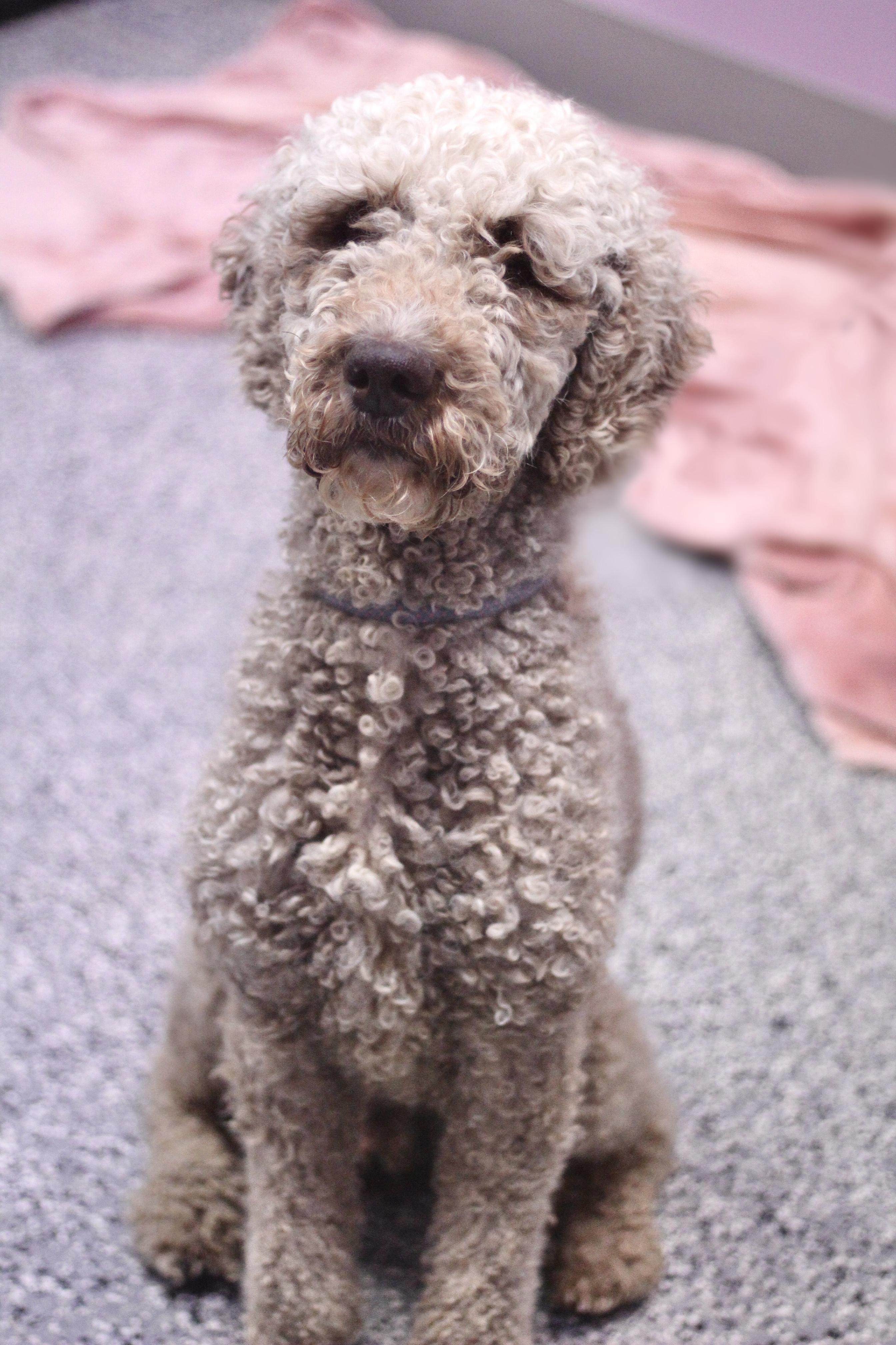 Waived Adoption Fee Oliver in NH Come Meet our Adoptable Dogs Wed-Sat. More info in Bio, ADOPTABLE, Adult Male Poodle.