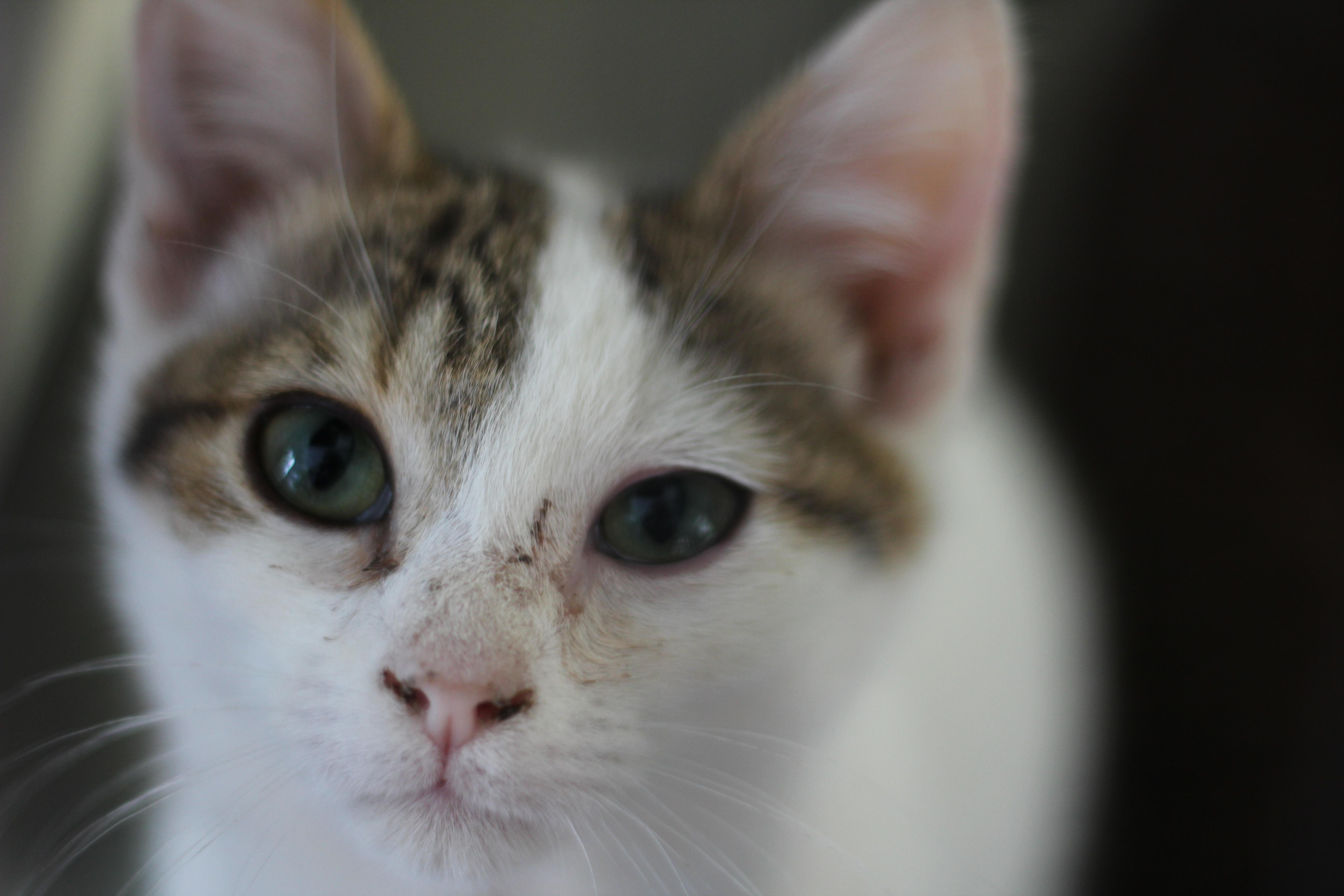 Nooney, ADOPTABLE, Kitten Male Domestic Short Hair.