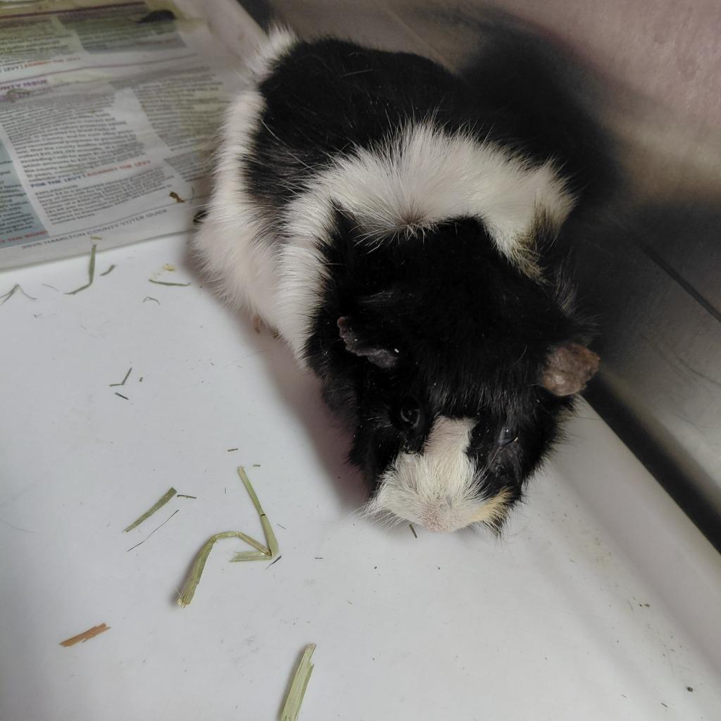 Tulip, Adoptable, Adult Female Guinea Pig.