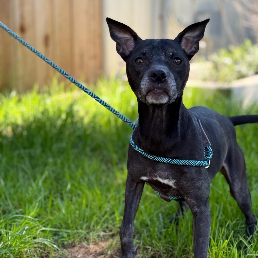 Enlarge Eve (*), a Adoptable mixed breed in Sacramento, CA image 1/5