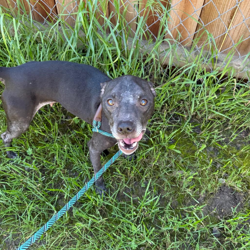 Enlarge Eve (*), a Adoptable mixed breed in Sacramento, CA image 2/5