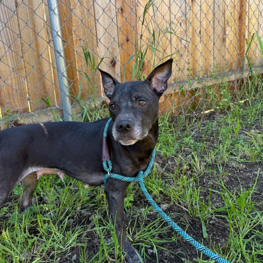 Enlarge Eve (*), a Adoptable mixed breed in Sacramento, CA image 3/5