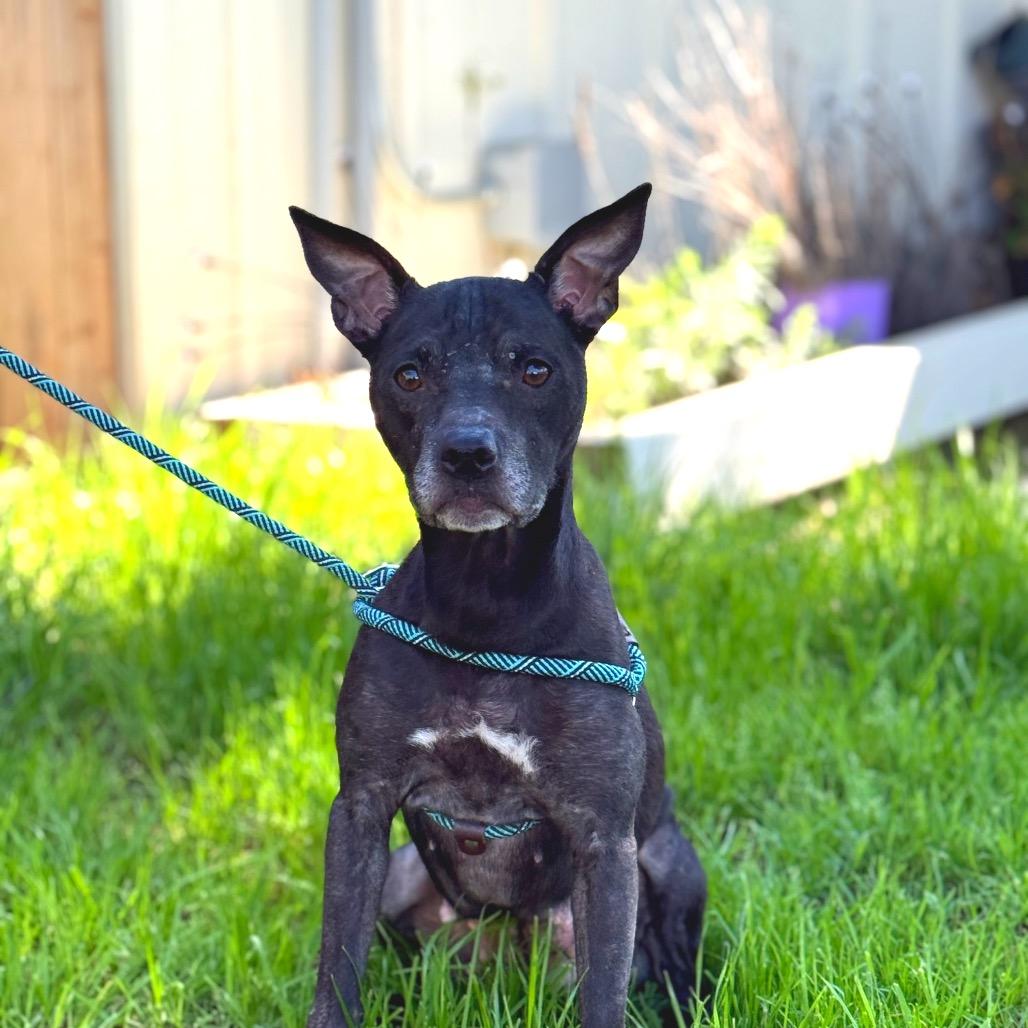 Enlarge Eve (*), a Adoptable mixed breed in Sacramento, CA image 4/5