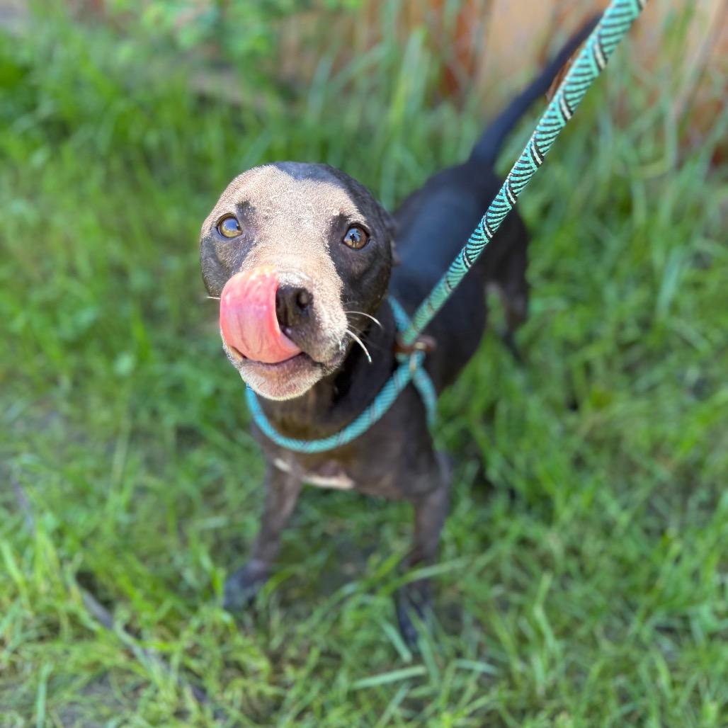 Enlarge Eve (*), a Adoptable mixed breed in Sacramento, CA image 5/5