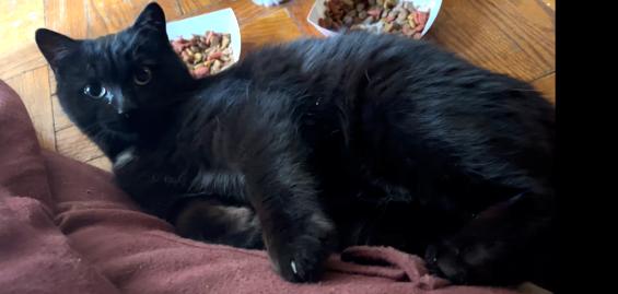 Enlarge Indigo, a ADOPTABLE Domestic Short Hair in New York, NY image 4/4