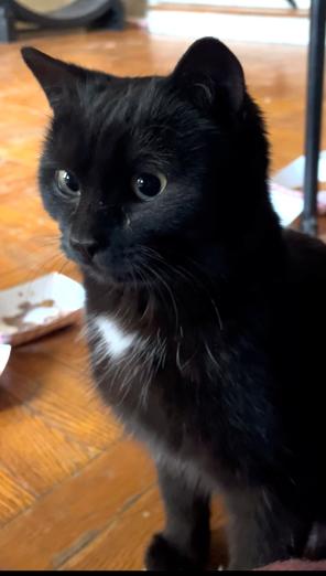 Enlarge Indigo, a ADOPTABLE Domestic Short Hair in New York, NY image 3/4