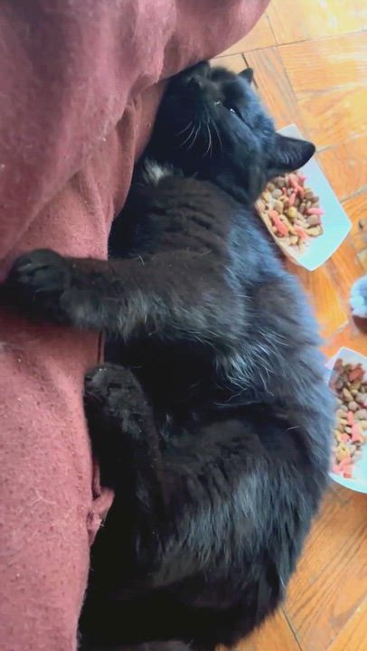 Enlarge Indigo, a ADOPTABLE Domestic Short Hair in New York, NY video 2/4