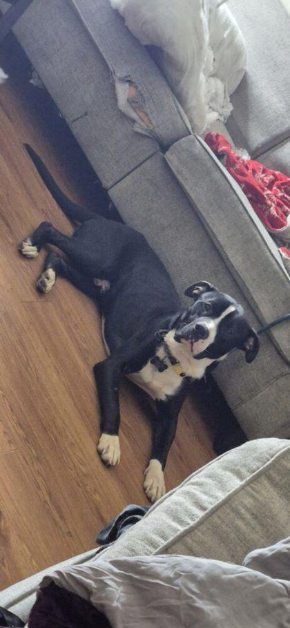 Messiah — thumbnail 3