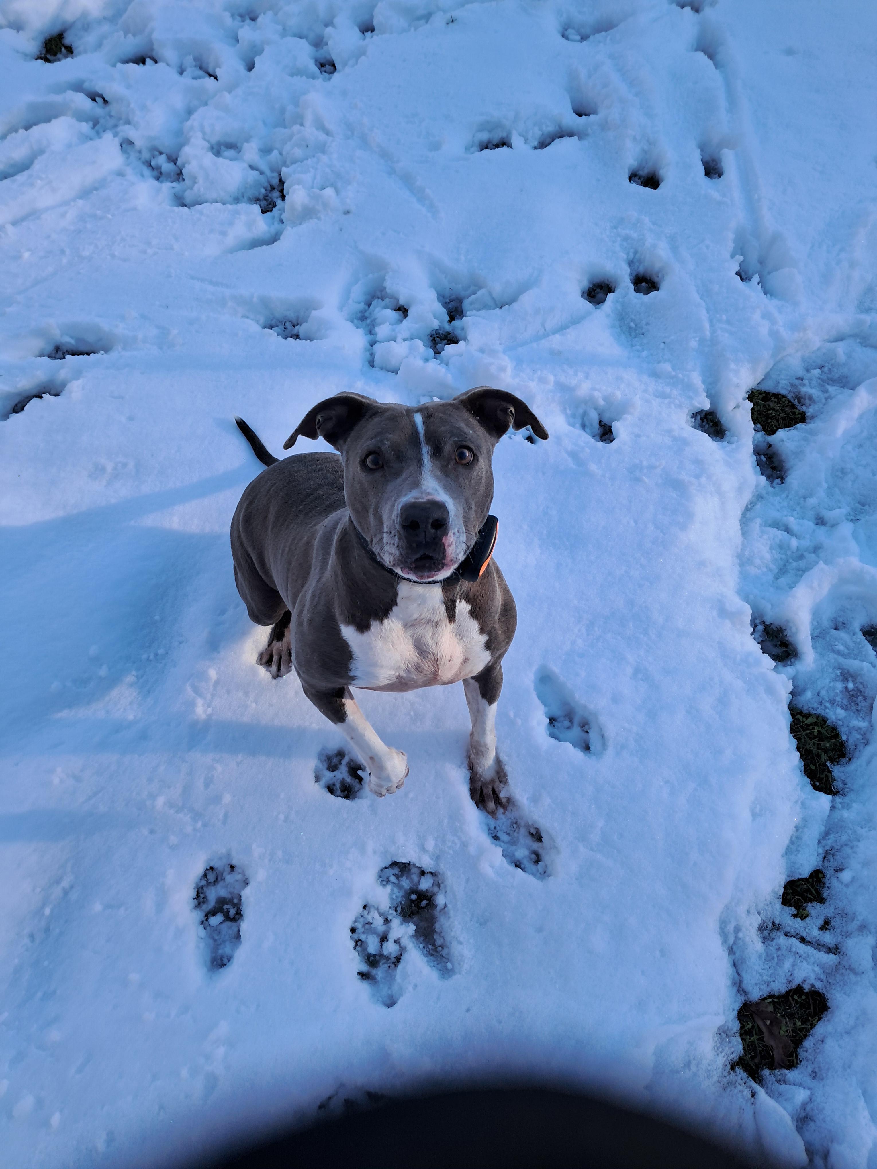 Grace, a Adoptable Pit Bull Terrier in BREWTON, AL image 4/5