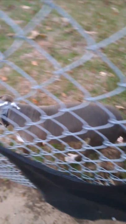 Enlarge Grace, a Adoptable Pit Bull Terrier in BREWTON, AL video 5/5