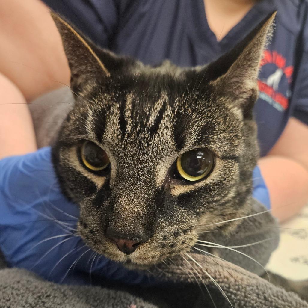 Dallas - IN FOSTER, Adoptable, Senior Male Domestic Short Hair.