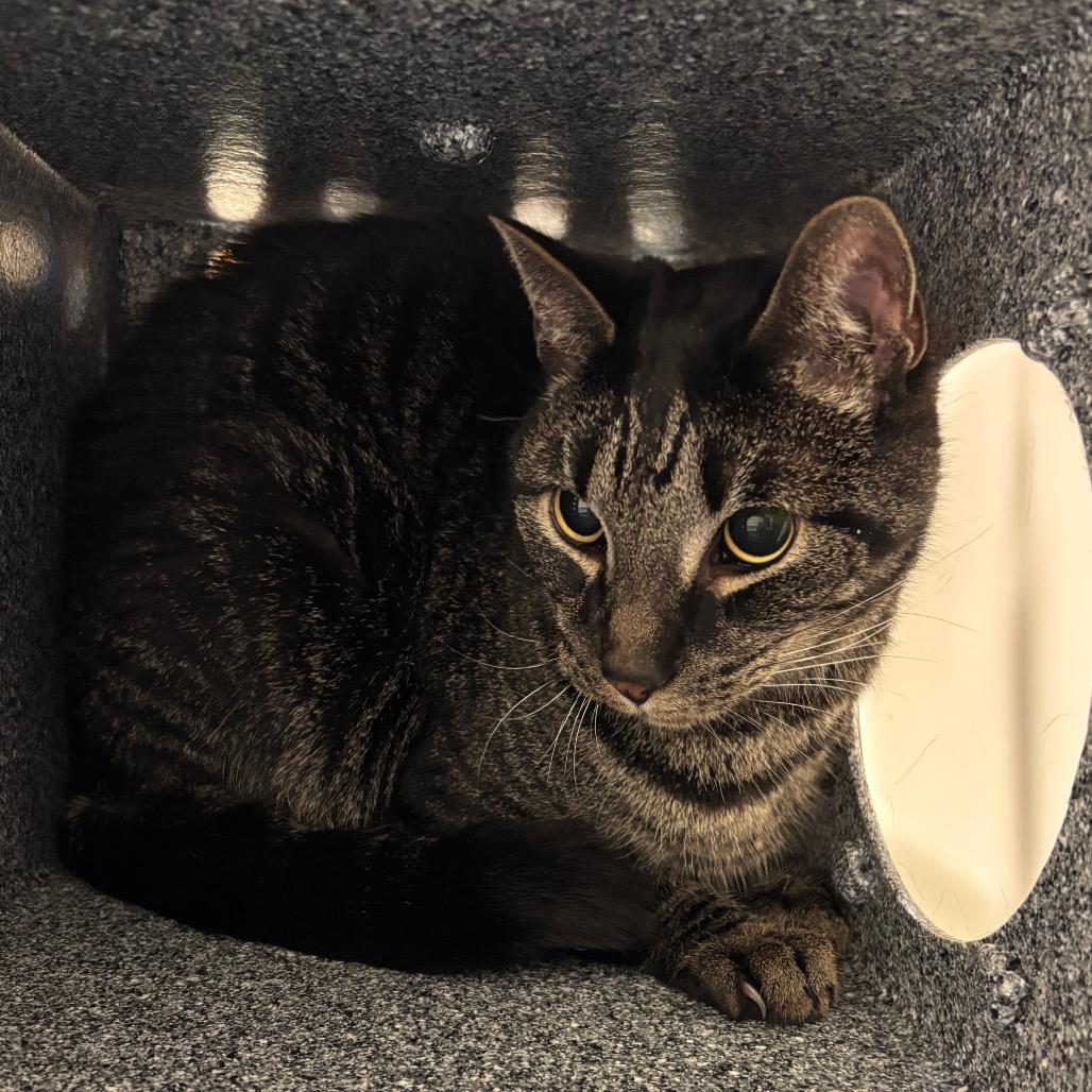 Dallas - IN FOSTER, a Adoptable Domestic Short Hair in Birdsboro, PA image 2/3