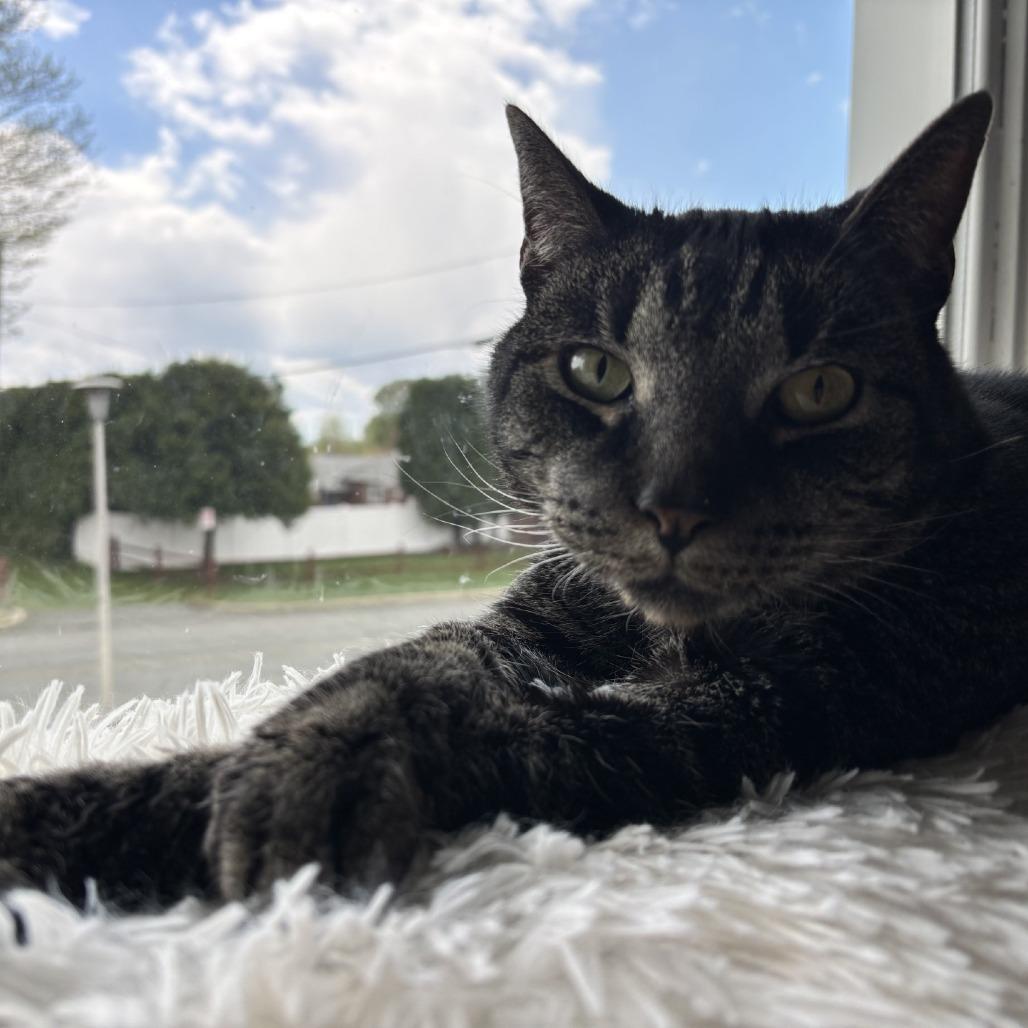 Enlarge Dallas - IN FOSTER, a Adoptable Domestic Short Hair in Birdsboro, PA image 4/5