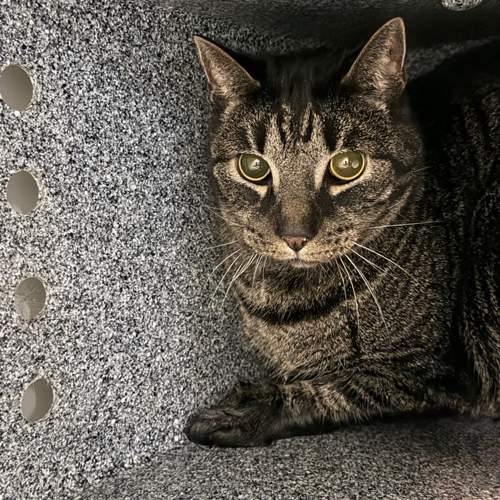 Dallas - IN FOSTER, a Adoptable Domestic Short Hair in Birdsboro, PA image 3/3