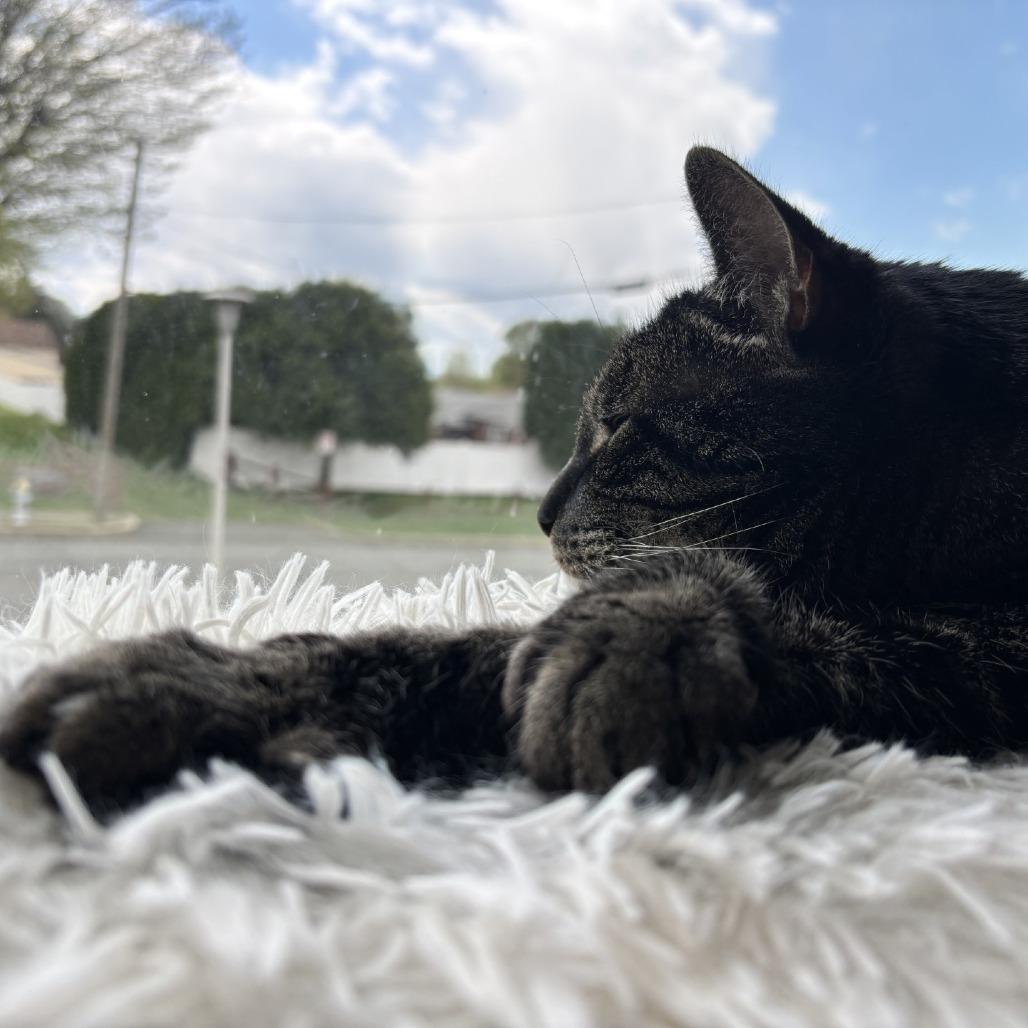 Enlarge Dallas - IN FOSTER, a Adoptable Domestic Short Hair in Birdsboro, PA image 5/5