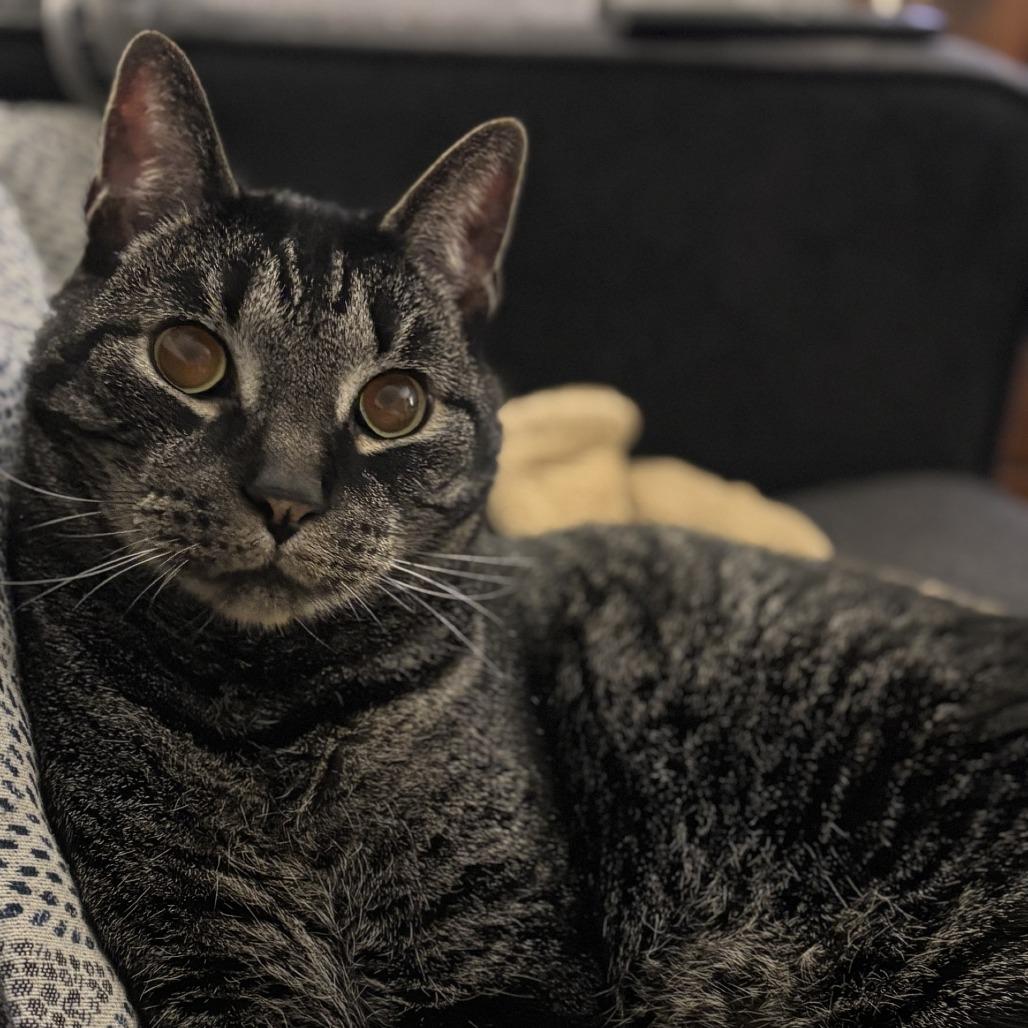 Dallas - IN FOSTER, a Adoptable Domestic Short Hair in Birdsboro, PA image 6/6