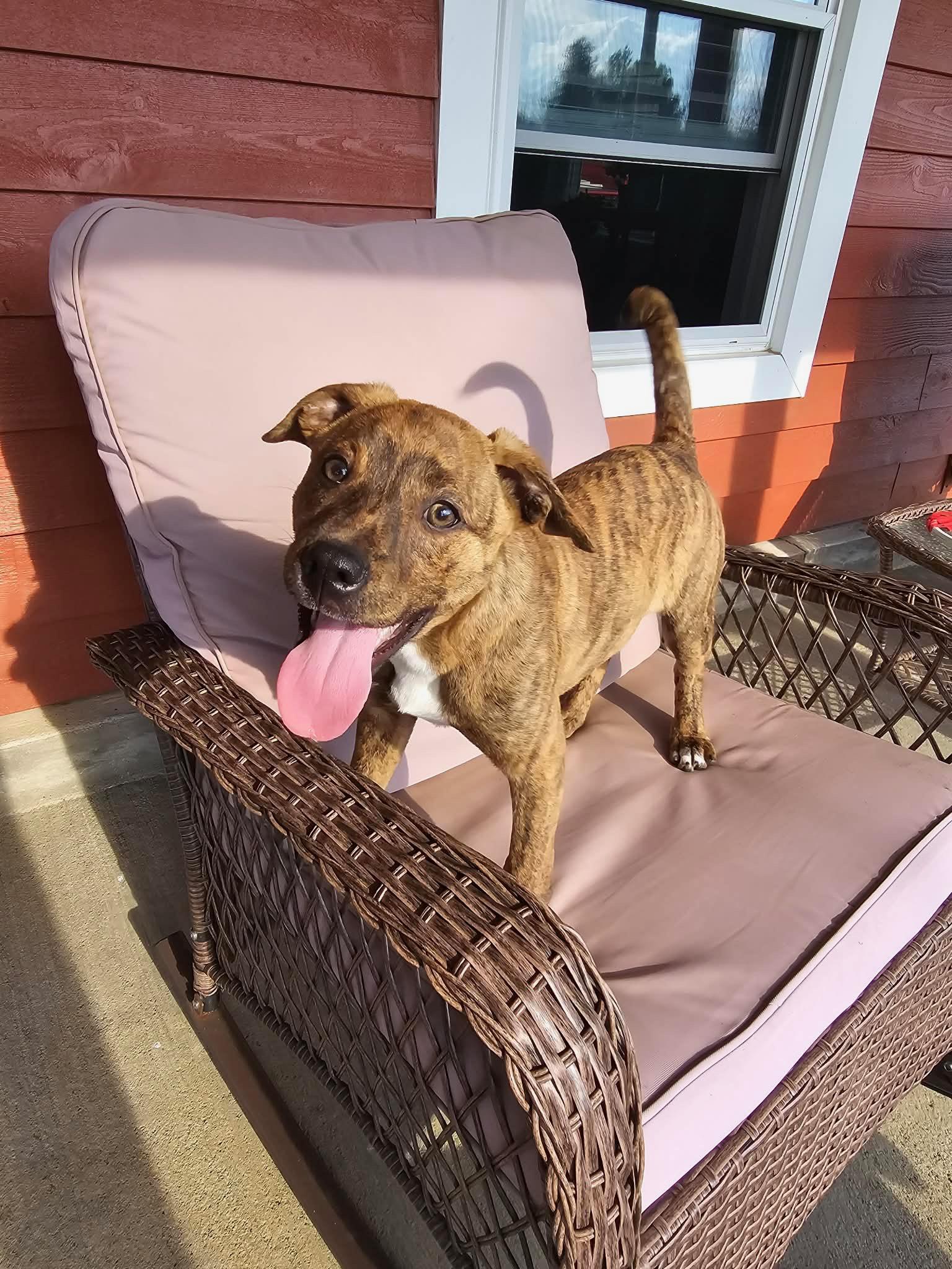 Enlarge Hutch, an adopted mixed breed in Candler, NC image 2/2