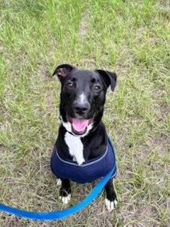 Enlarge Takeo 1 Year AVAIL 4/22, a Adoptable Labrador Retriever in Sterling, MA image 1/1
