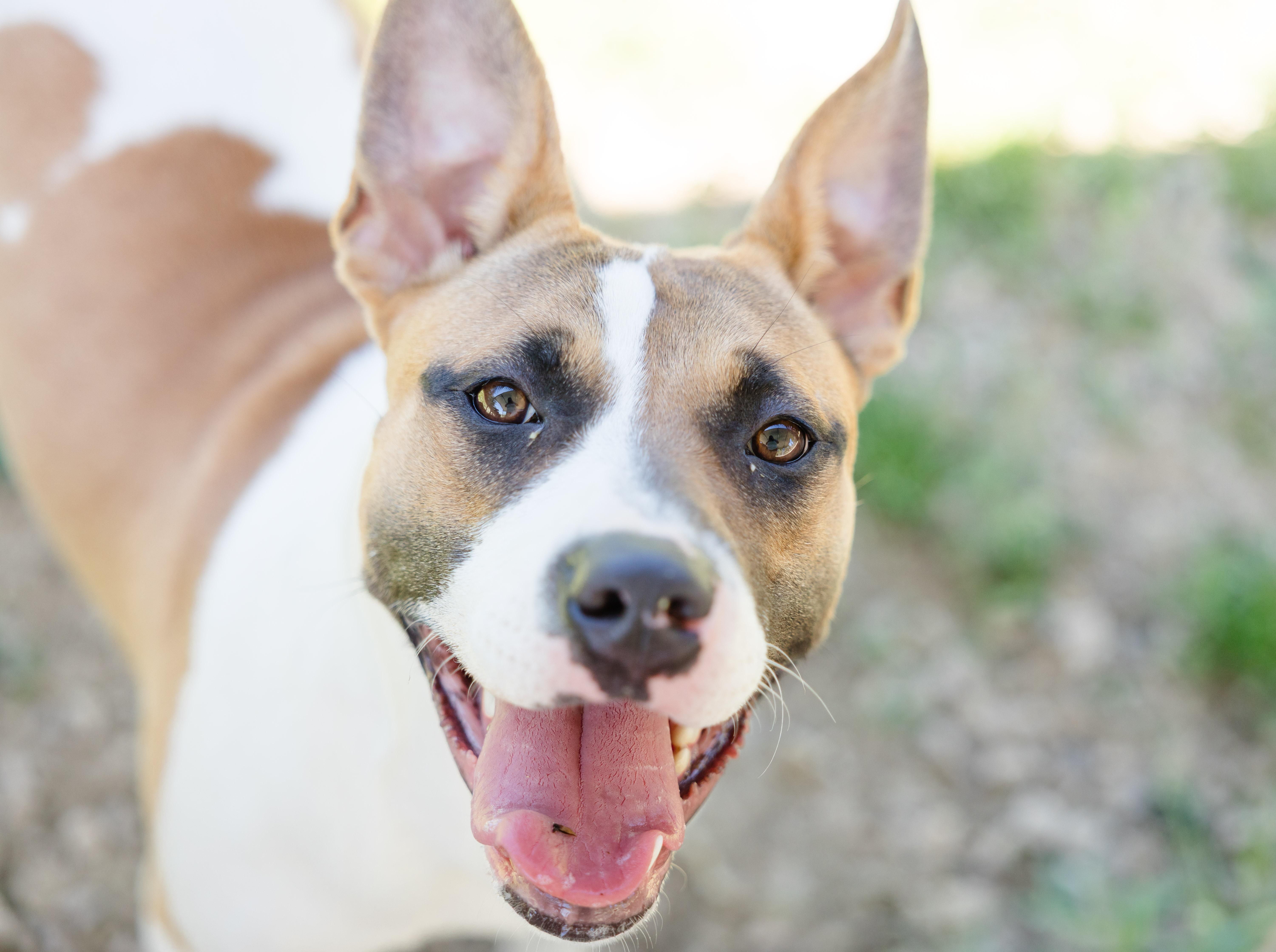 Lillith, an adopted mixed breed in Newburgh, IN image 5/5
