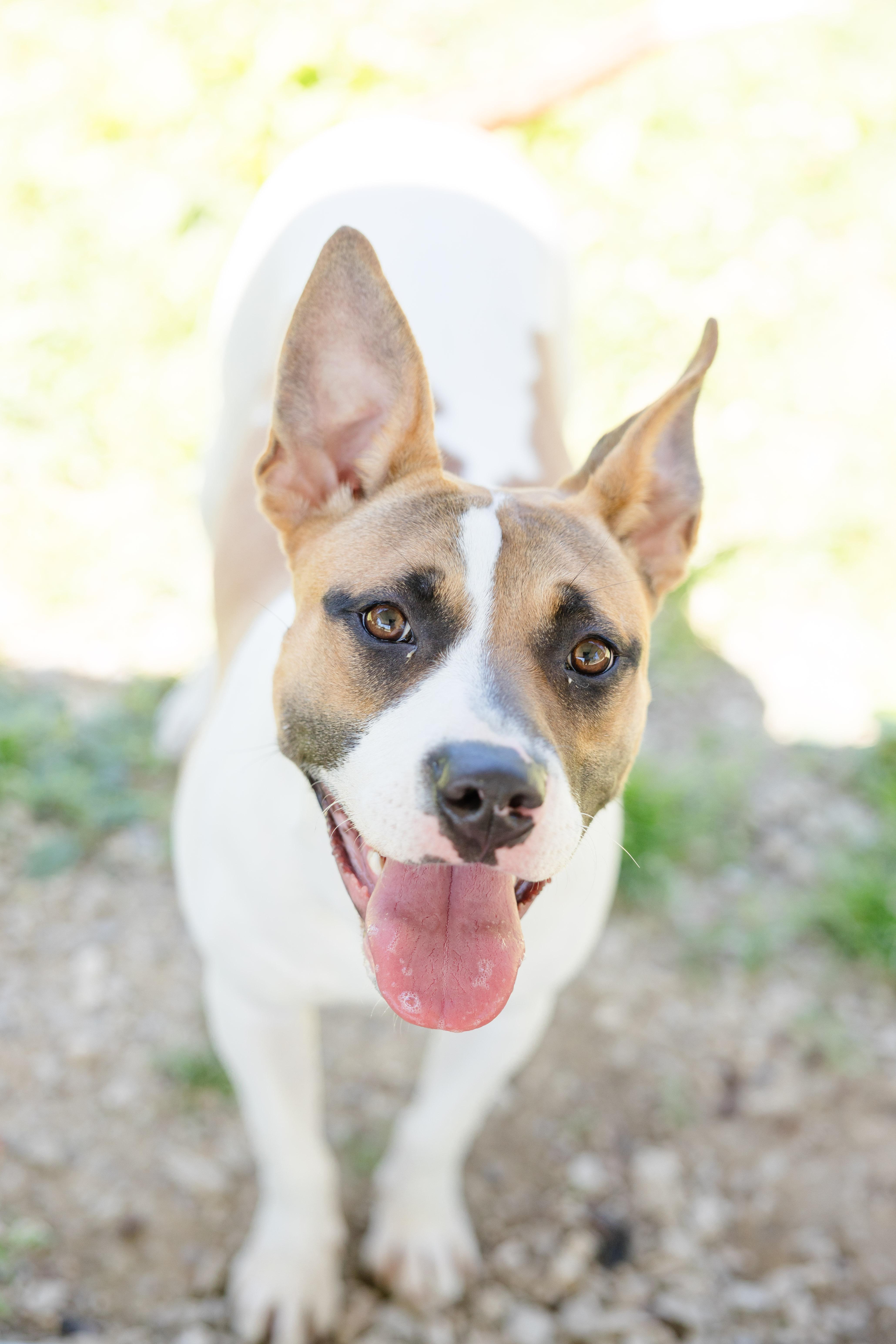 Lillith, an adopted mixed breed in Newburgh, IN image 2/5