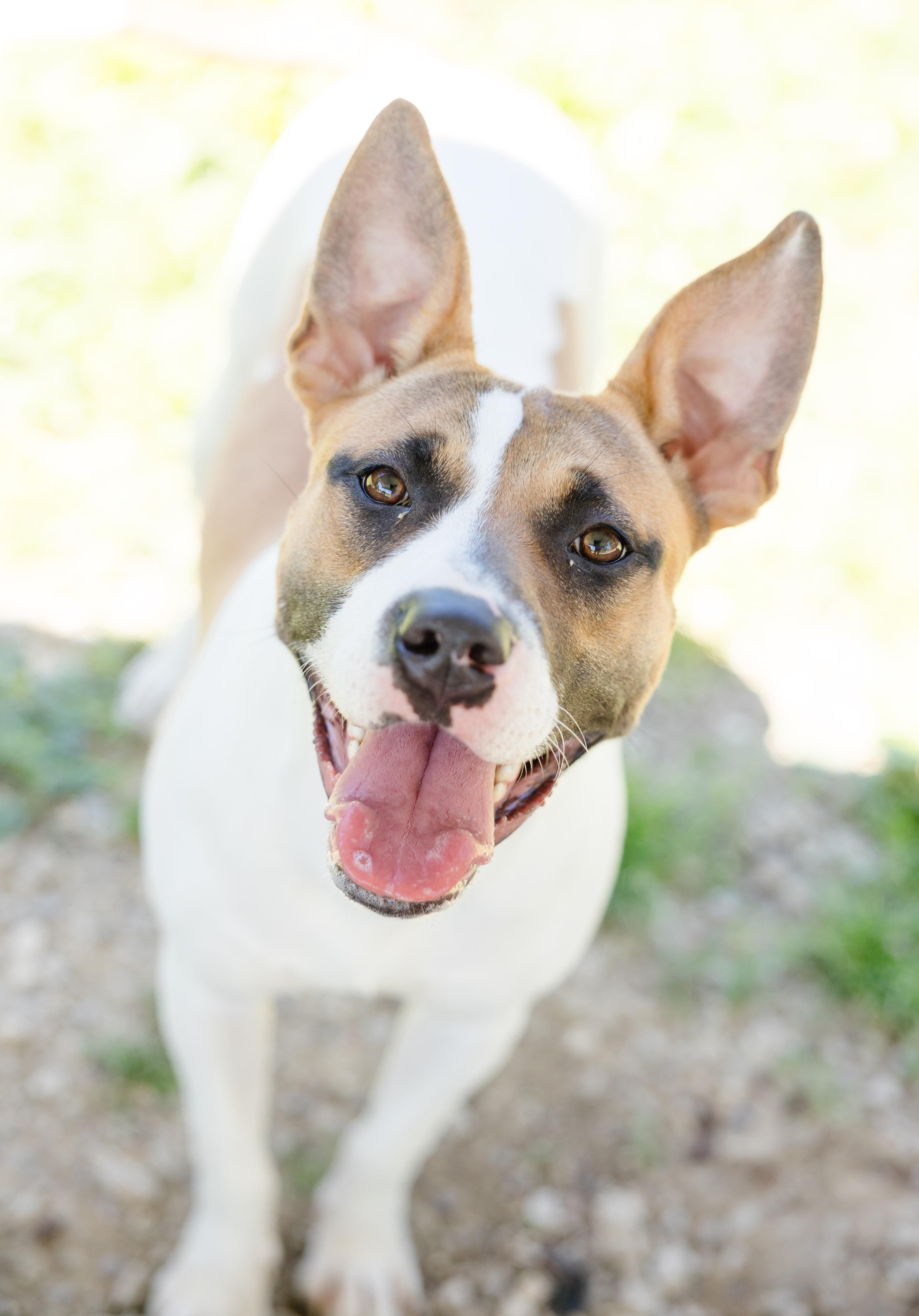 Lillith, adopted, Young Female American Staffordshire Terrier.