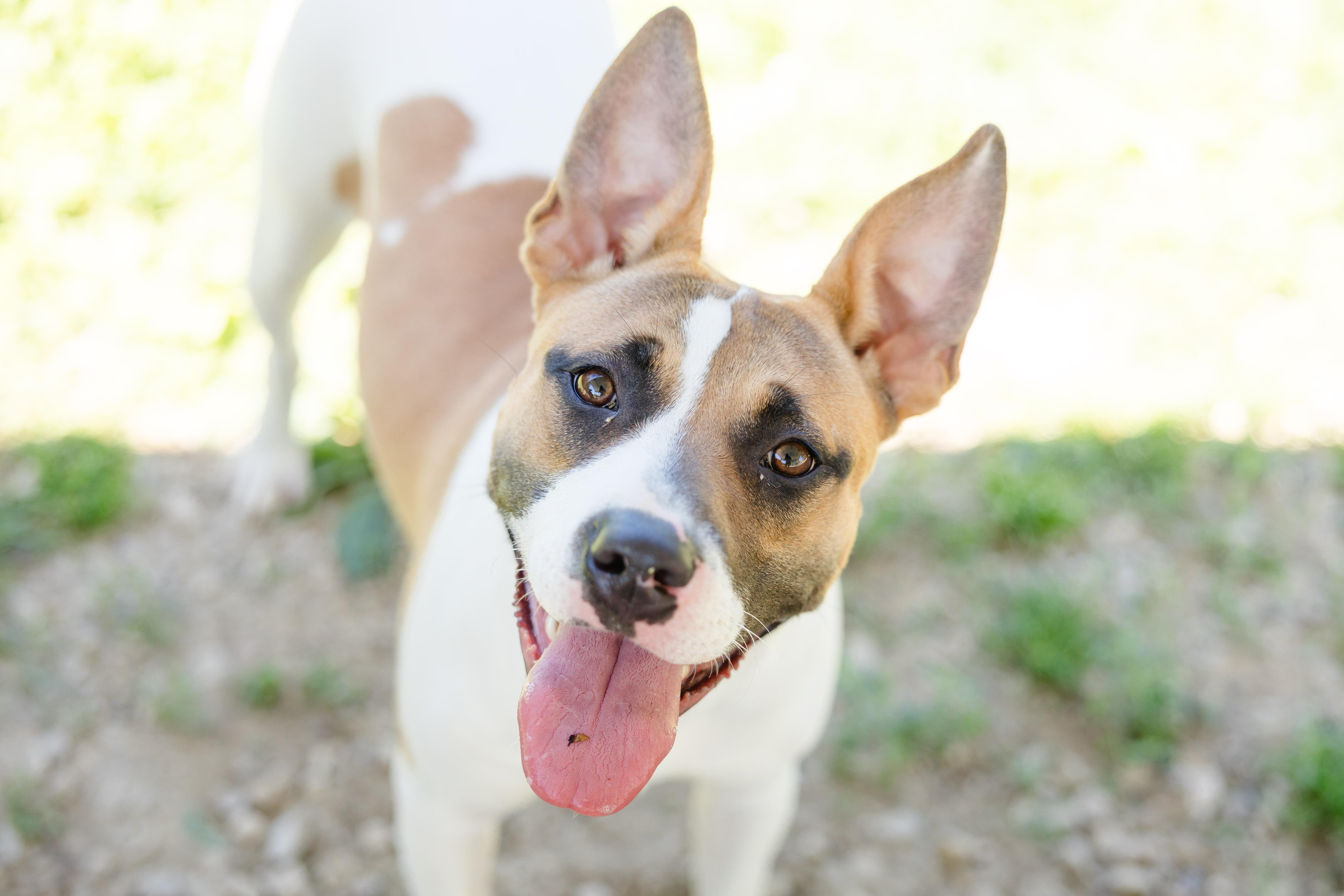 Lillith, an adopted mixed breed in Newburgh, IN image 3/5