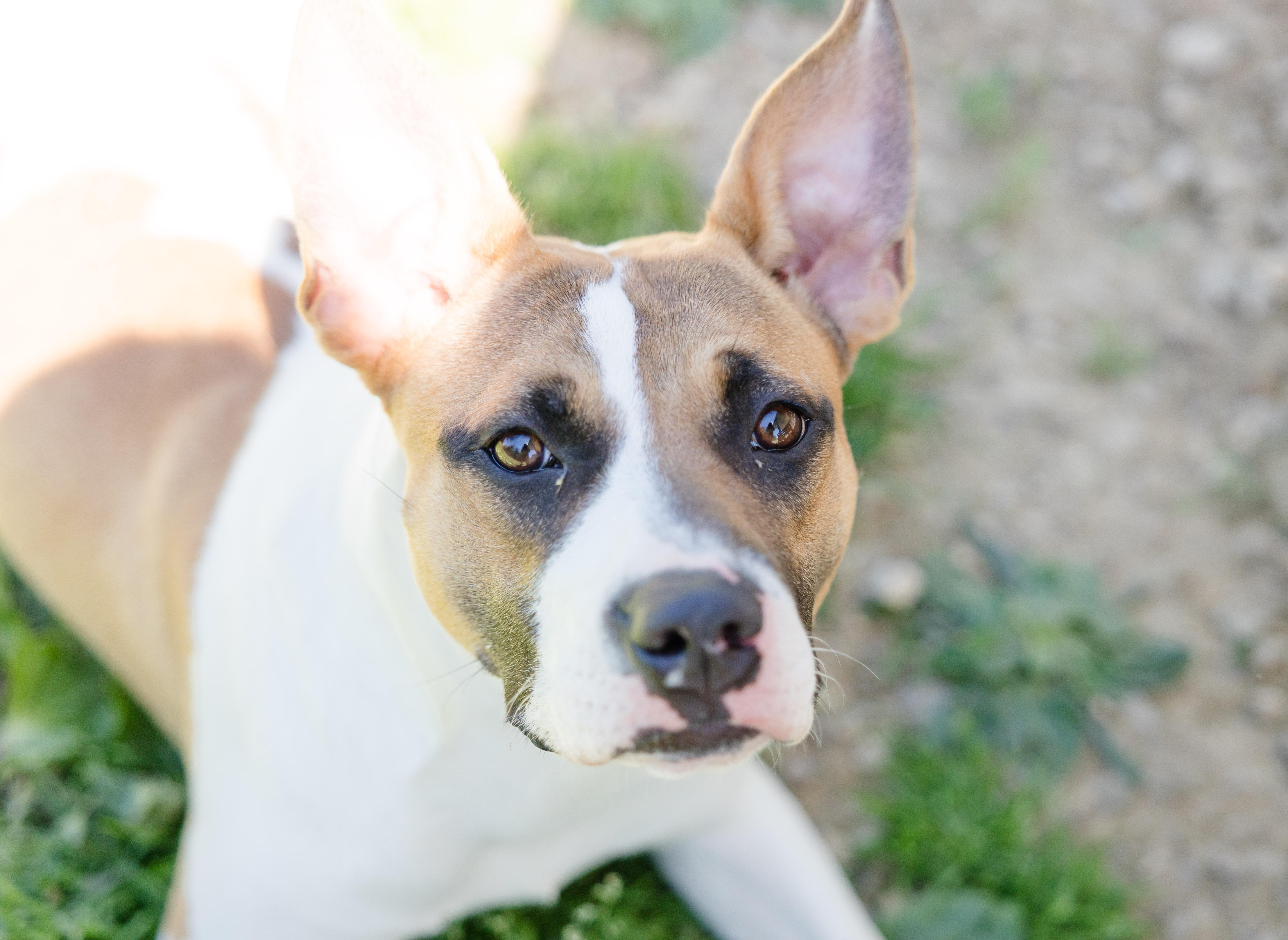 Lillith, an adopted mixed breed in Newburgh, IN image 4/5