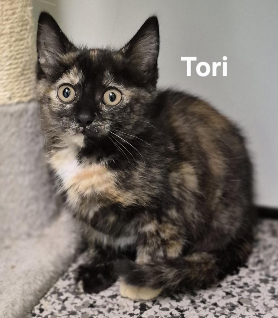 Tori, Adoptable, Young Female Domestic Short Hair.