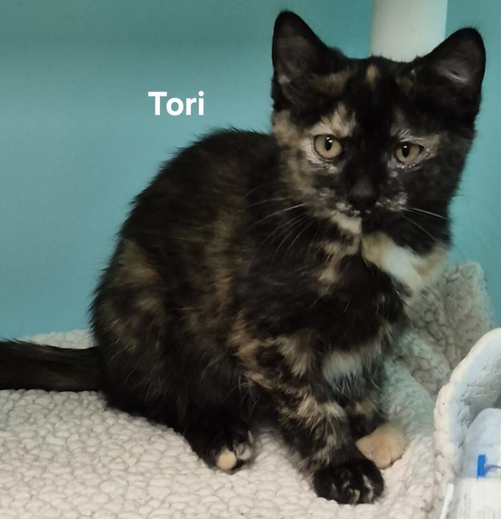 Enlarge Tori, a Adoptable mixed breed in Kendallville, IN image 2/2