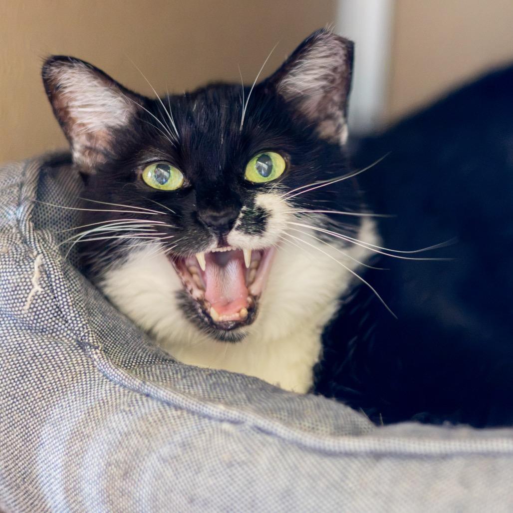 Moo Moo, Adoptable, Adult Female Domestic Short Hair.