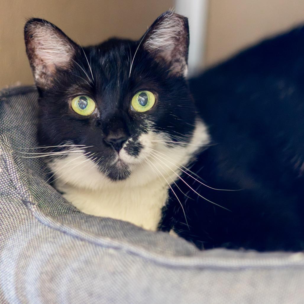 Enlarge Moo Moo, a Adoptable Domestic Short Hair in Newark, DE image 2/5