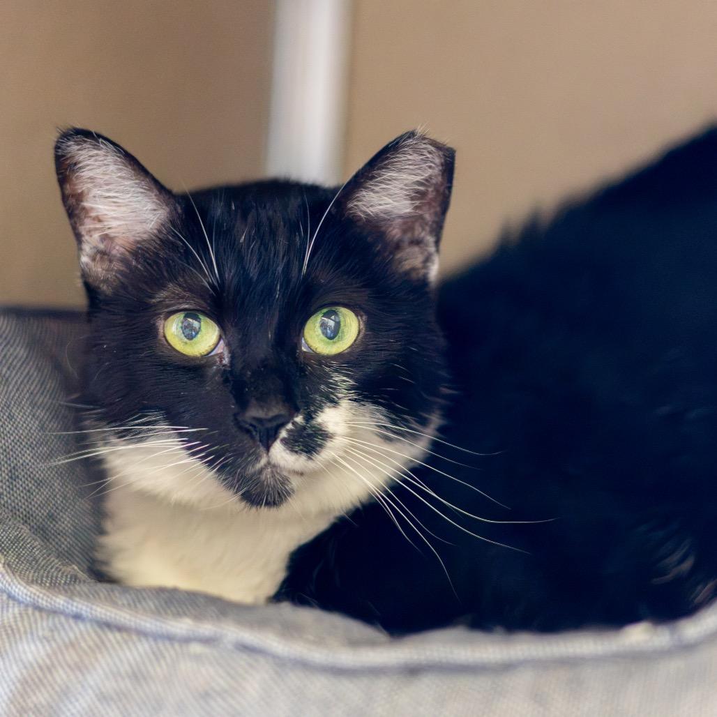 Enlarge Moo Moo, a Adoptable Domestic Short Hair in Newark, DE image 3/5