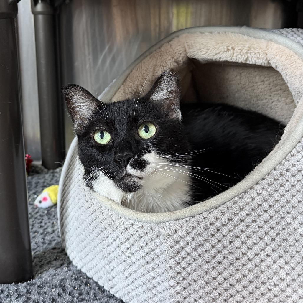 Enlarge Moo Moo, a Adoptable Domestic Short Hair in Newark, DE image 4/5