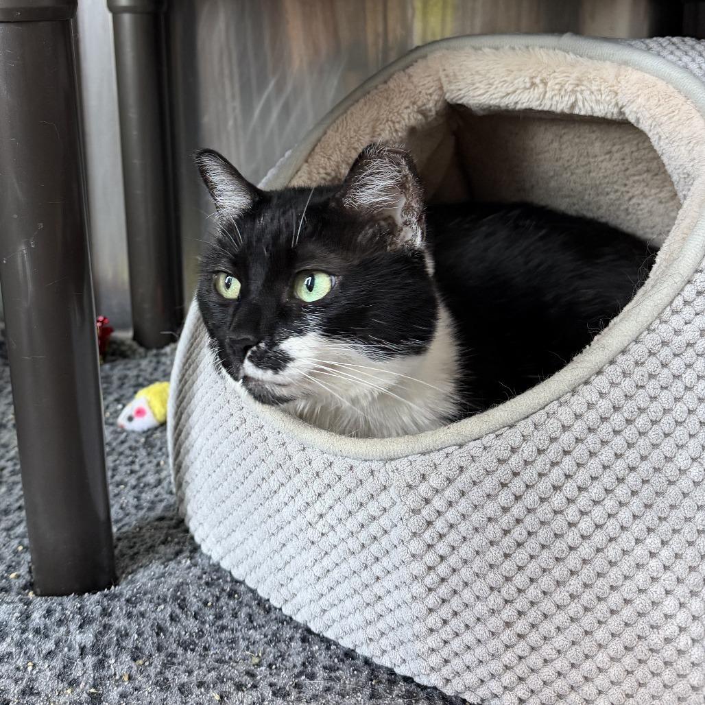 Enlarge Moo Moo, a Adoptable Domestic Short Hair in Newark, DE image 5/5