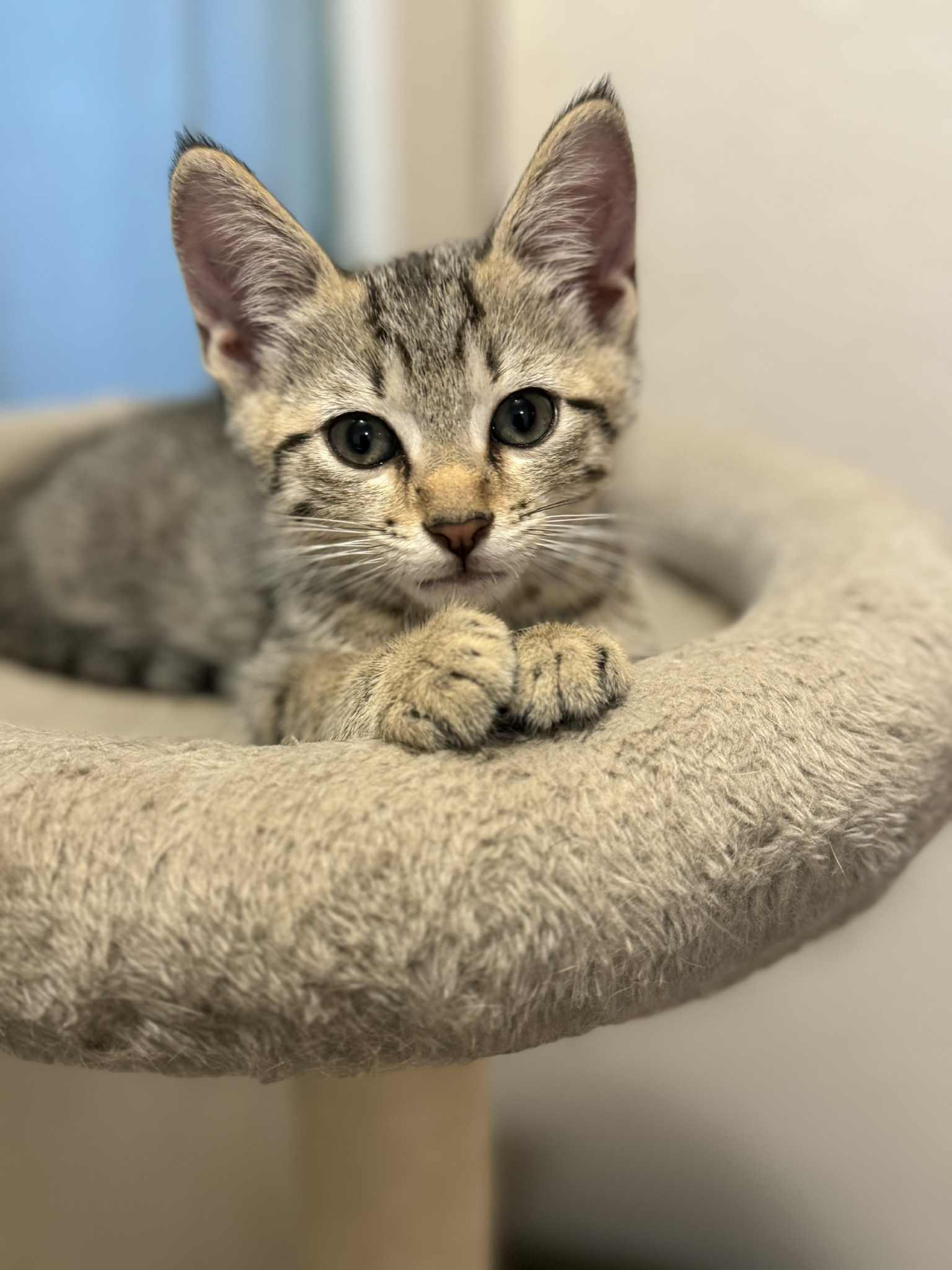 Melvin (Alex-fostered in FL), Baby Male unknown
