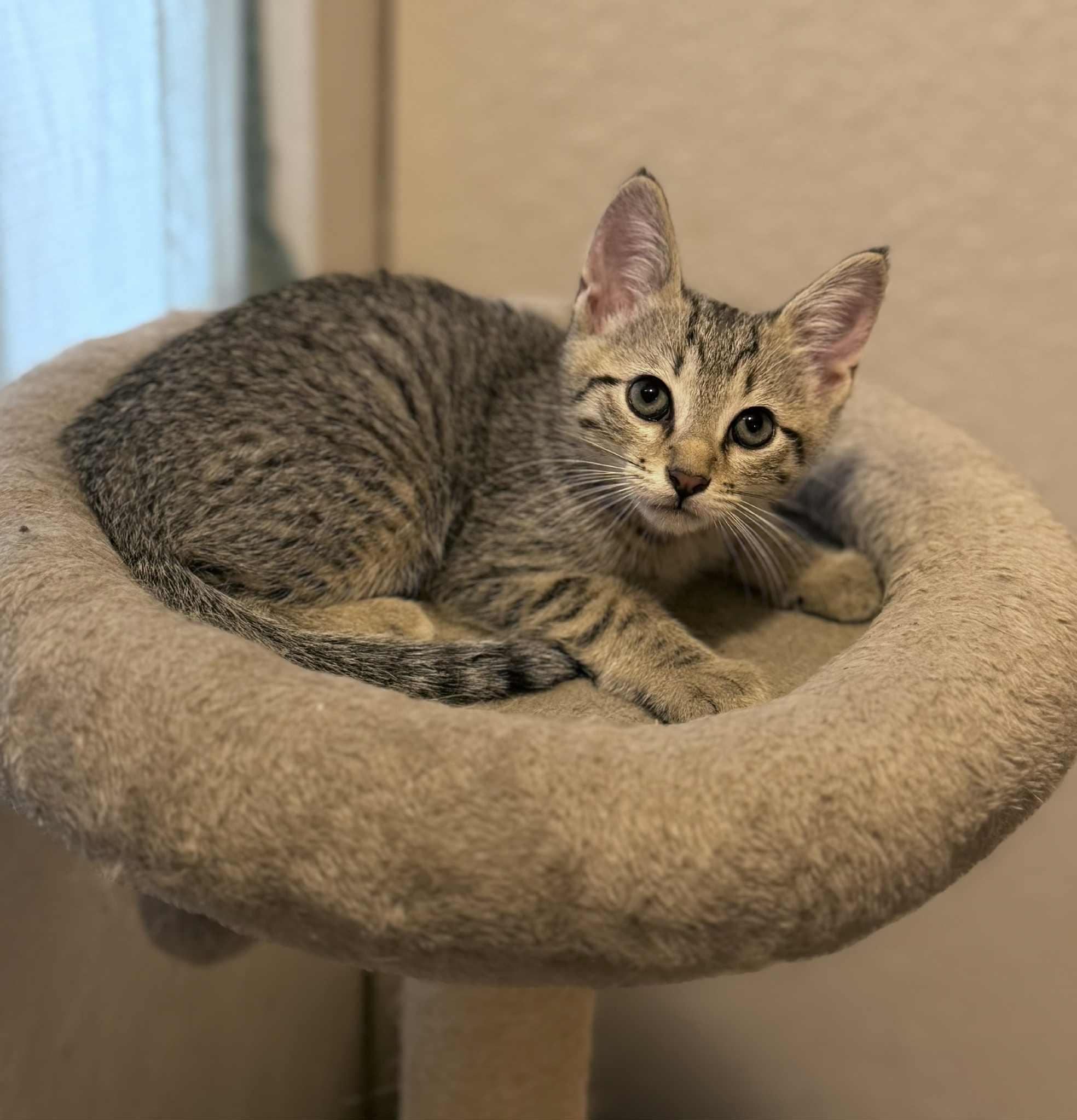 Melvin (Alex-fostered in Fort Myers, FL) photo 3