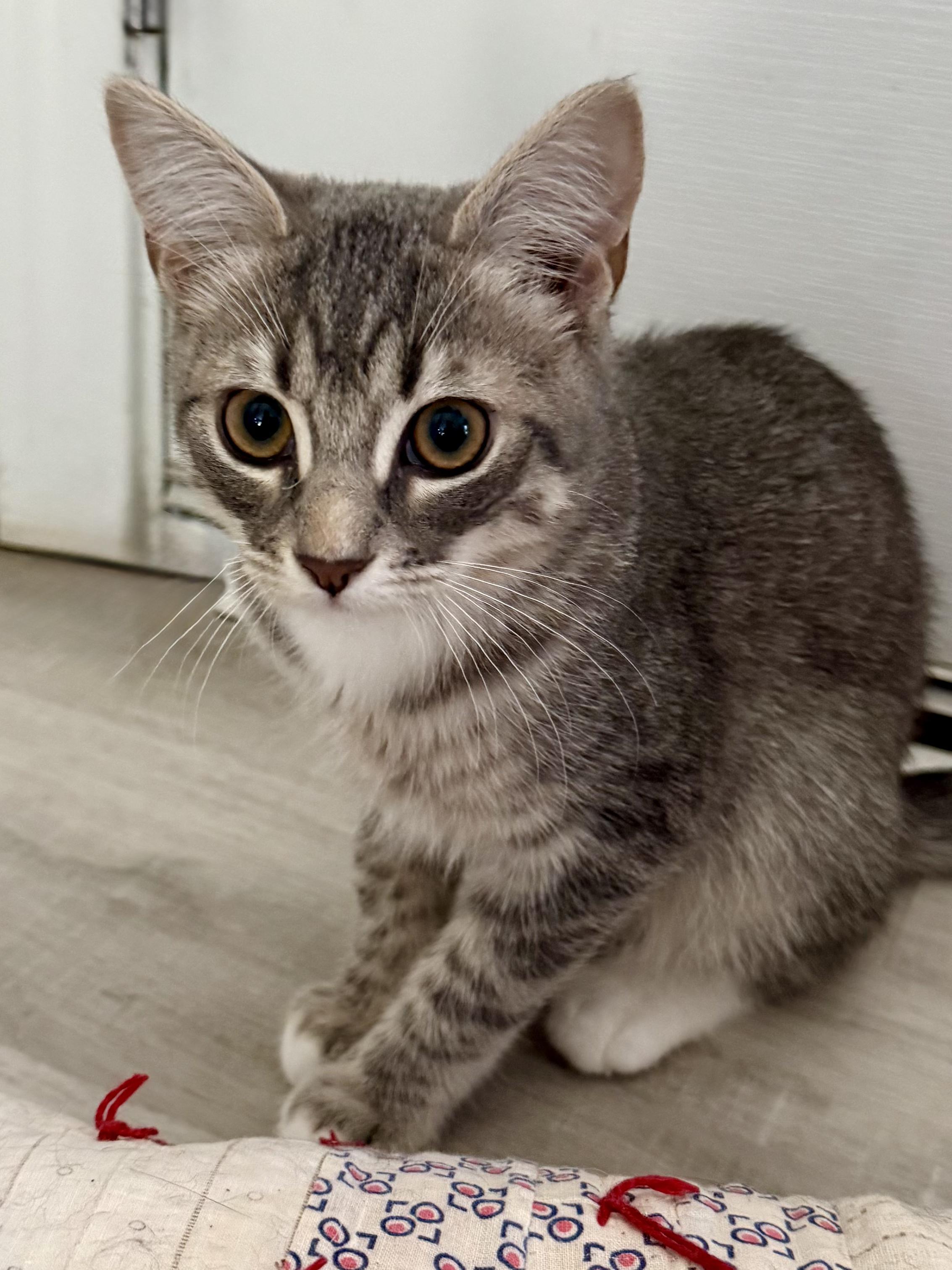 Enlarge Grace Ann, a Adopted Domestic Short Hair in Wilmington, NC image 1/1