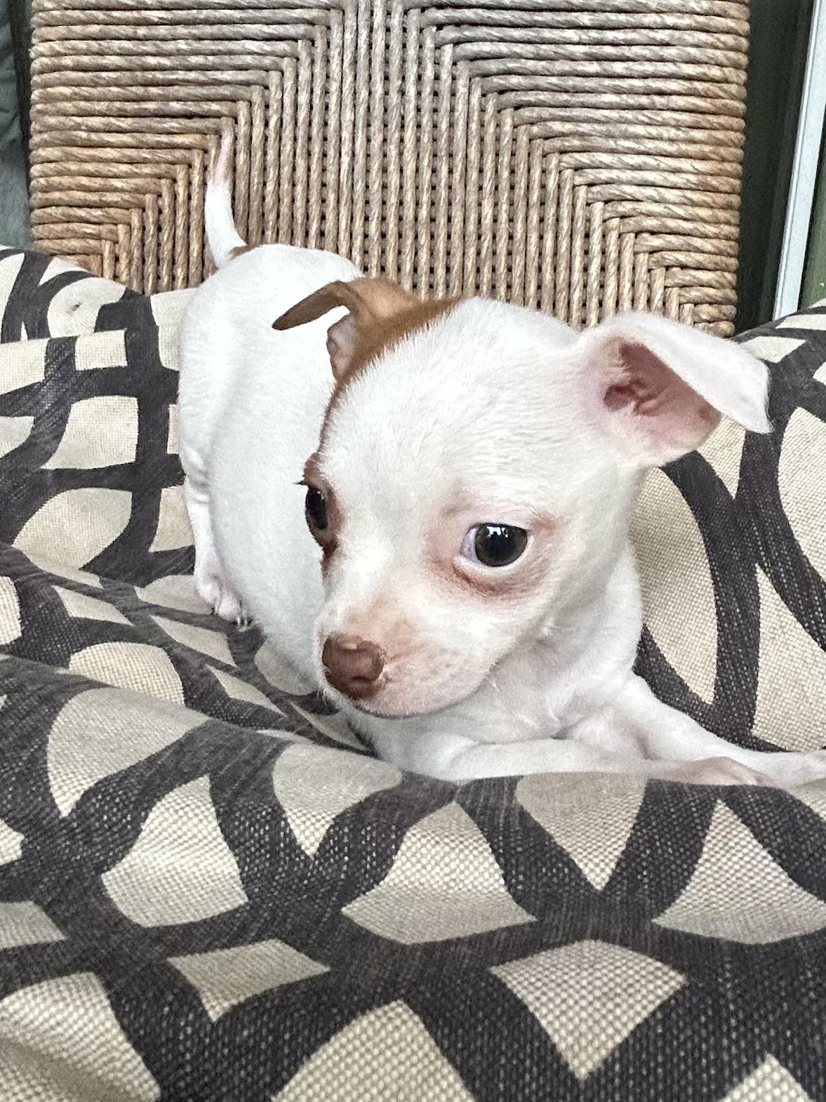 PIPPA