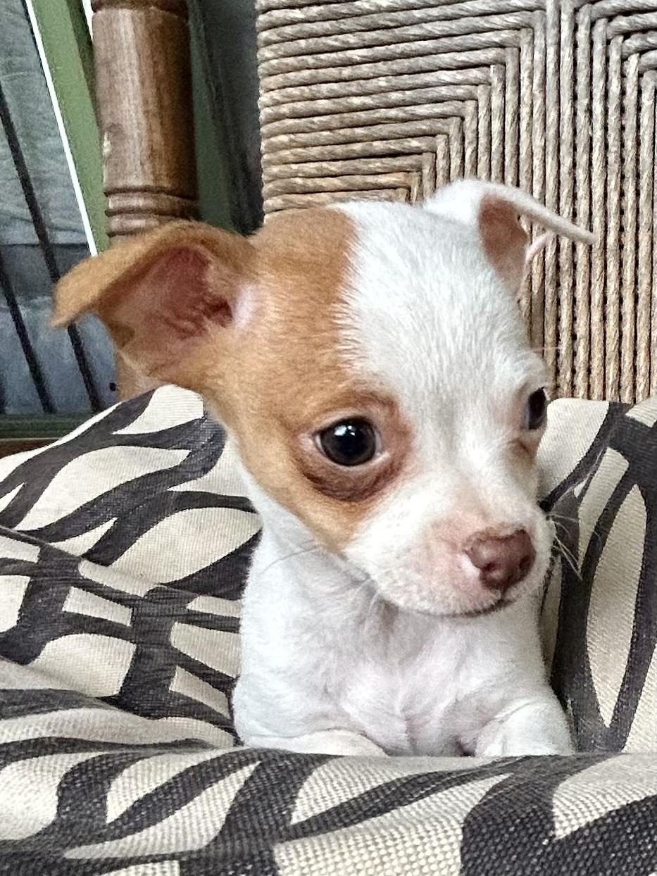 PIPPA