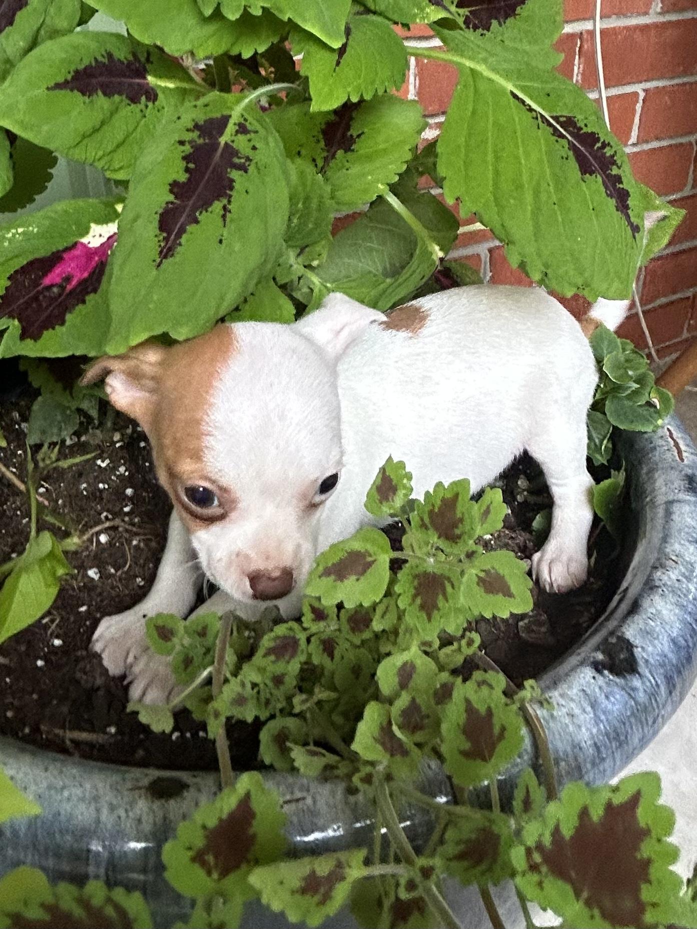 PIPPA