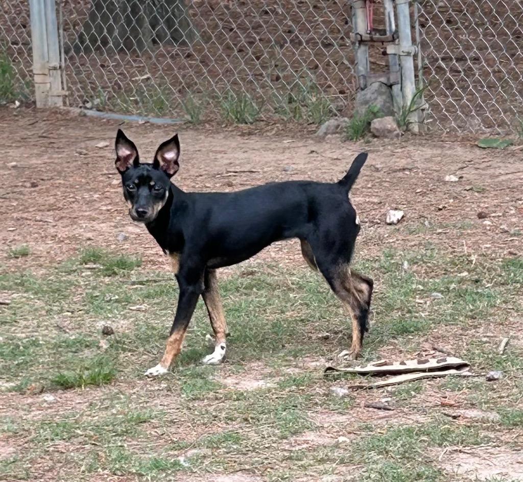 Enlarge Roxy, a Adoptable mixed breed in Little Rock, AR image 1/2